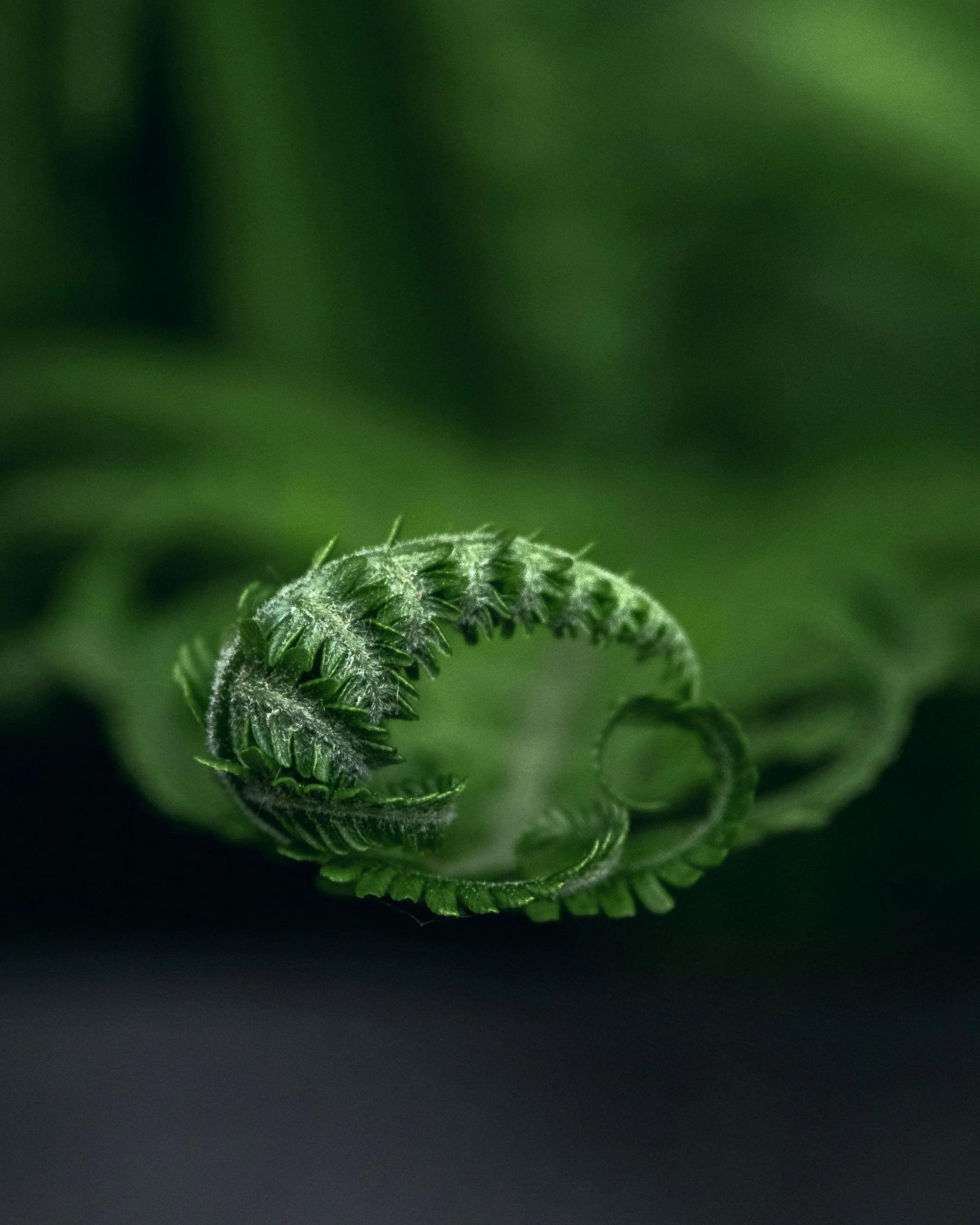 Close-up, zoomed-in or macro lens shot of tip of fern branch that is starting to unfurl its small leaves.