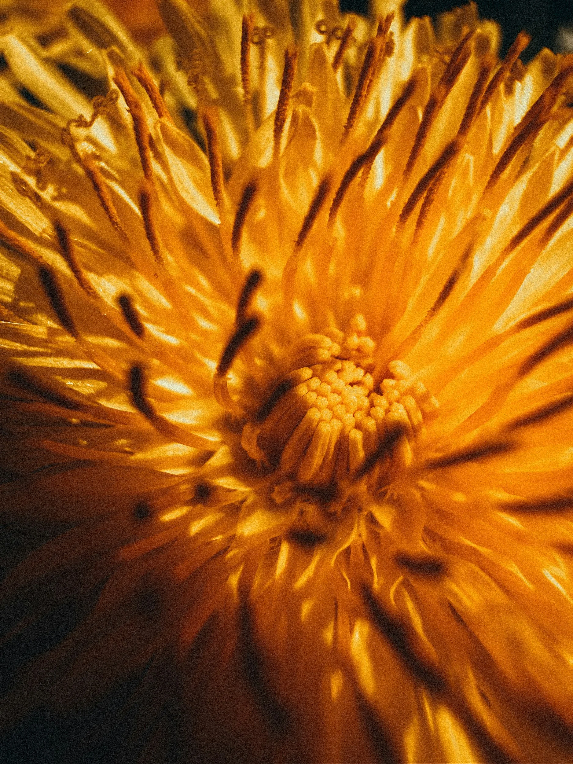 Close up, zoomed-in or macro lens shot of the center bloom of a warm yellow-orange mum flower.