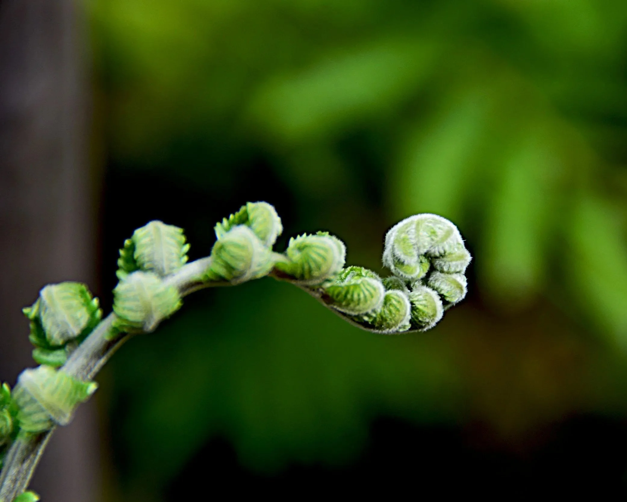 Very small unfurled leaves of fern plant are shot by camera at close-up macro lens length.