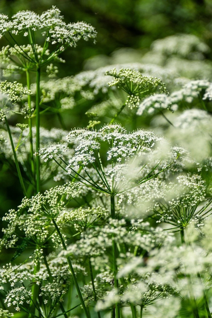 Delicate white flowered plant shown on website for therapy on the eastside, Bellvue and in Seattle, Redmond.