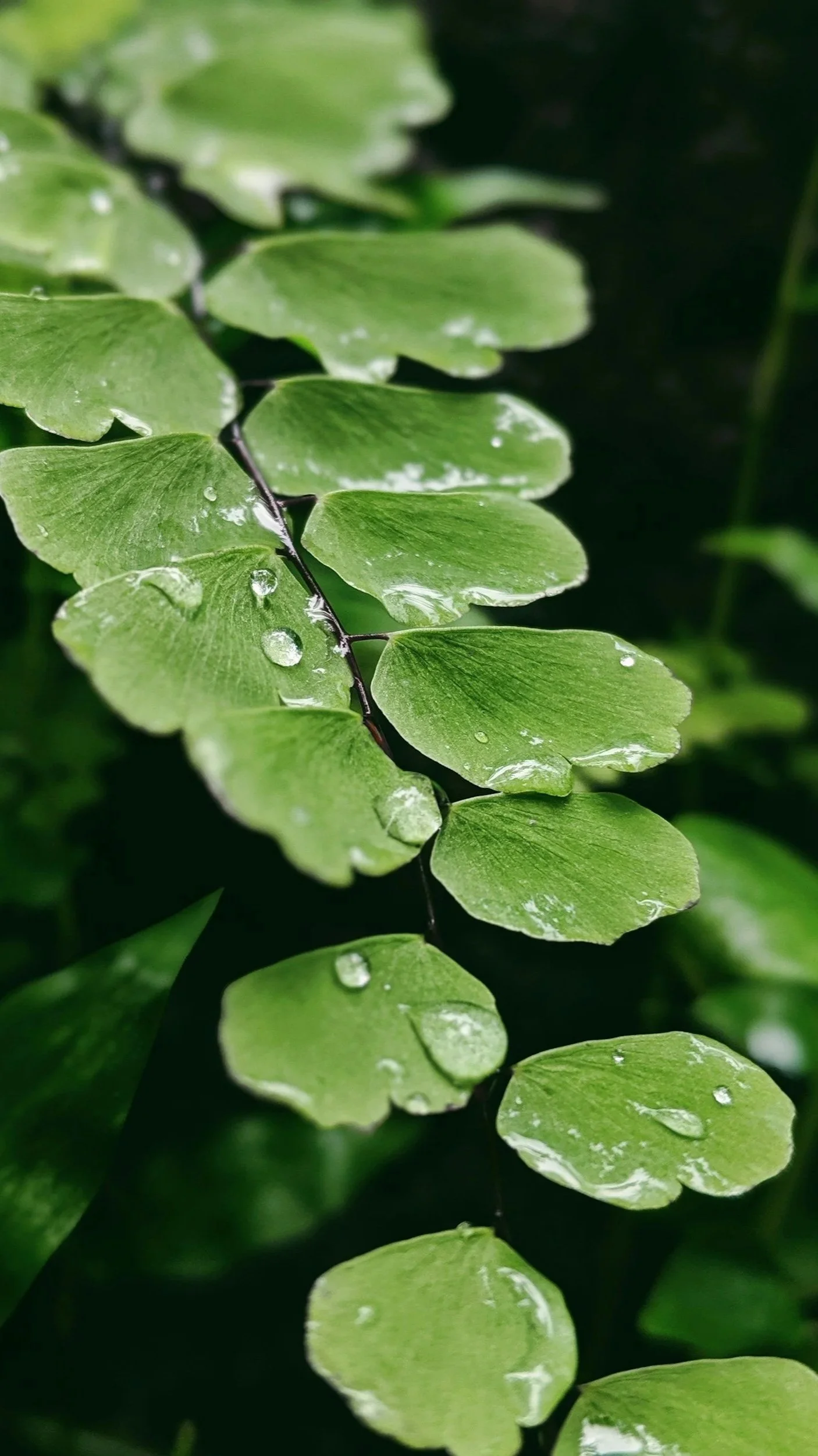 Dew drops cascade down light green leaves of gingko still on tree branch, creating a waterfall effect.