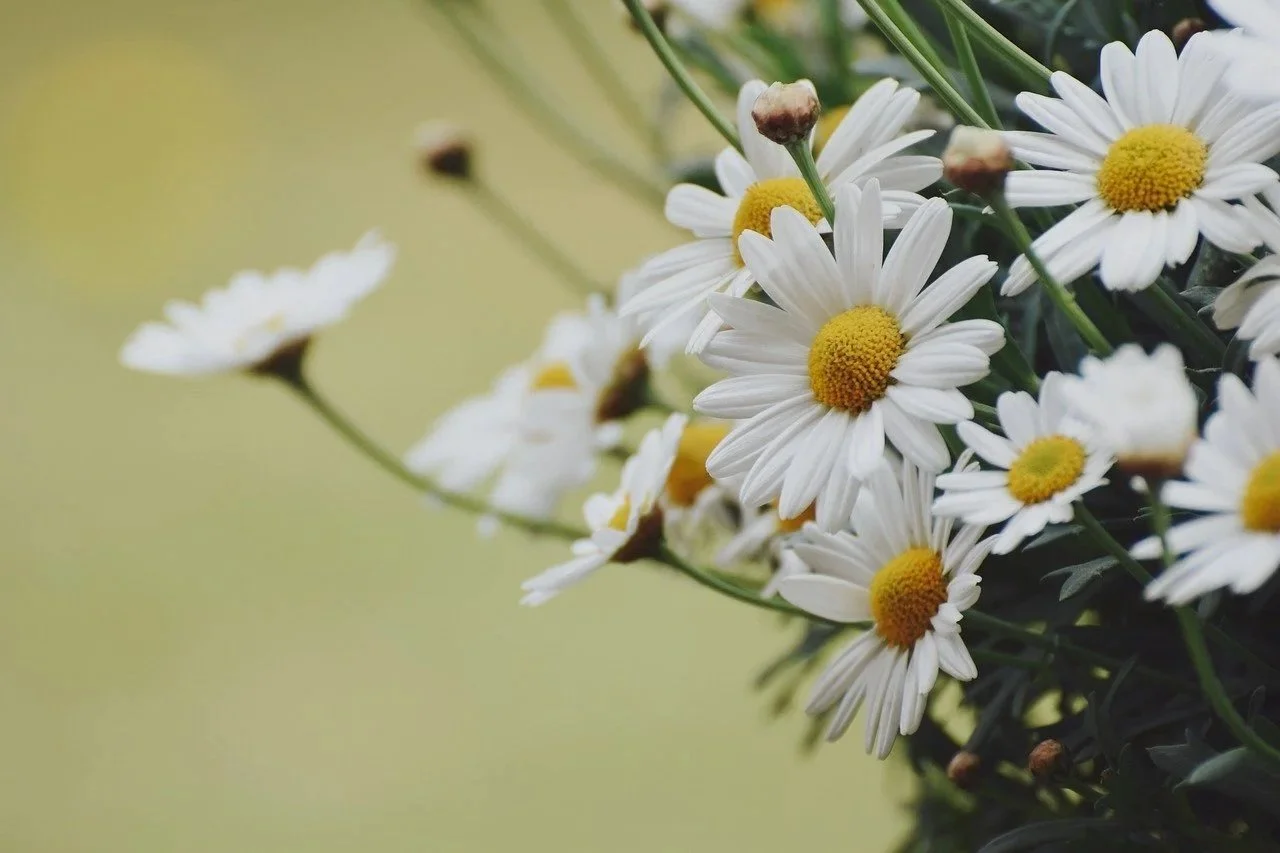 Daisies shown as background on website for therapy for adult children of immigrants, adhd-ers, folks of muslim identity, and first time therapy seekers.