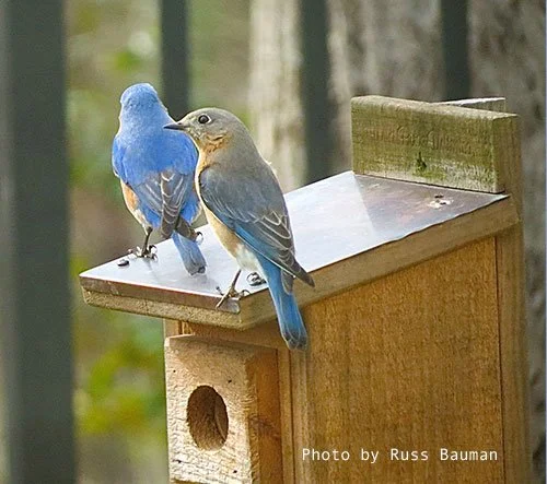 Nestbox — North Carolina Bluebird Society