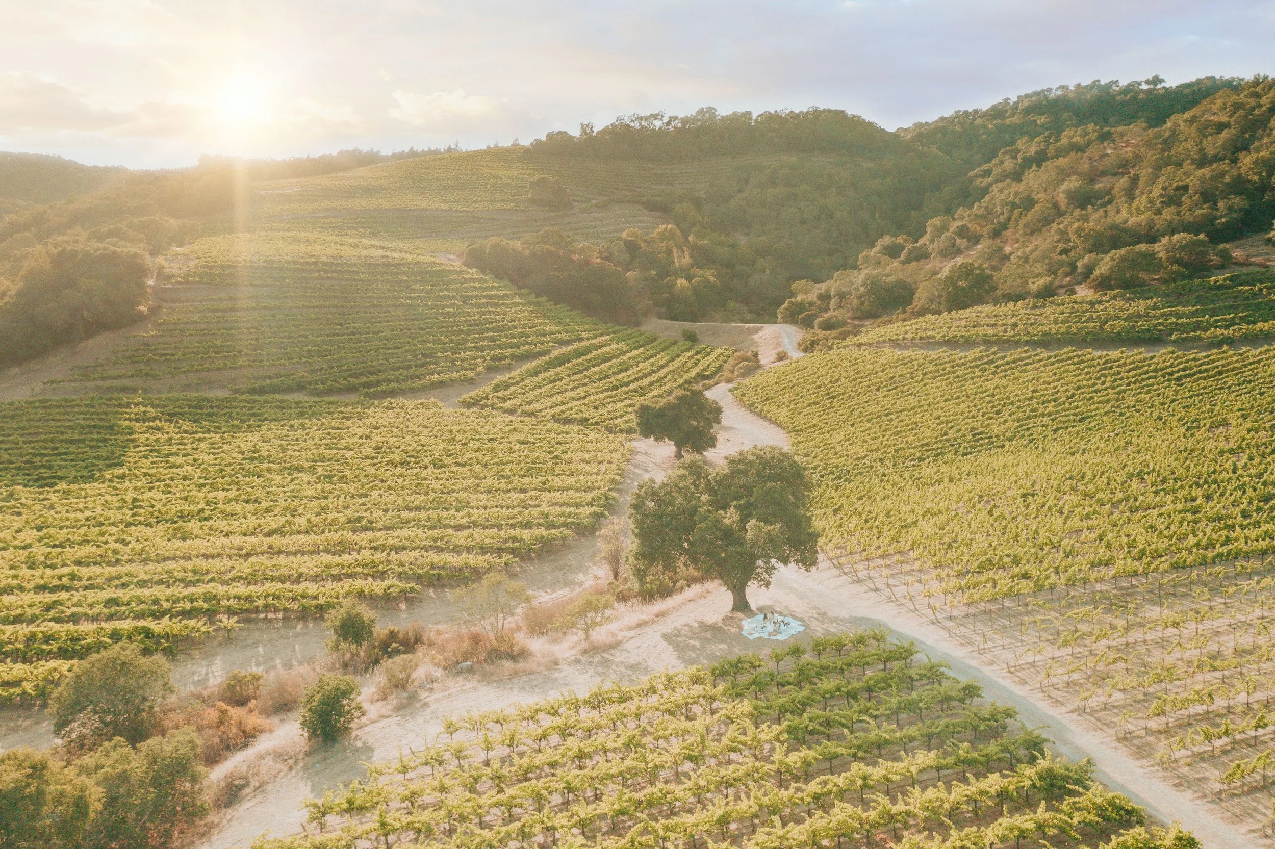 Sunlit vineyard with rows of grapevines on hillside, trees, and a dirt road winding through the landscape under a partly cloudy sky.