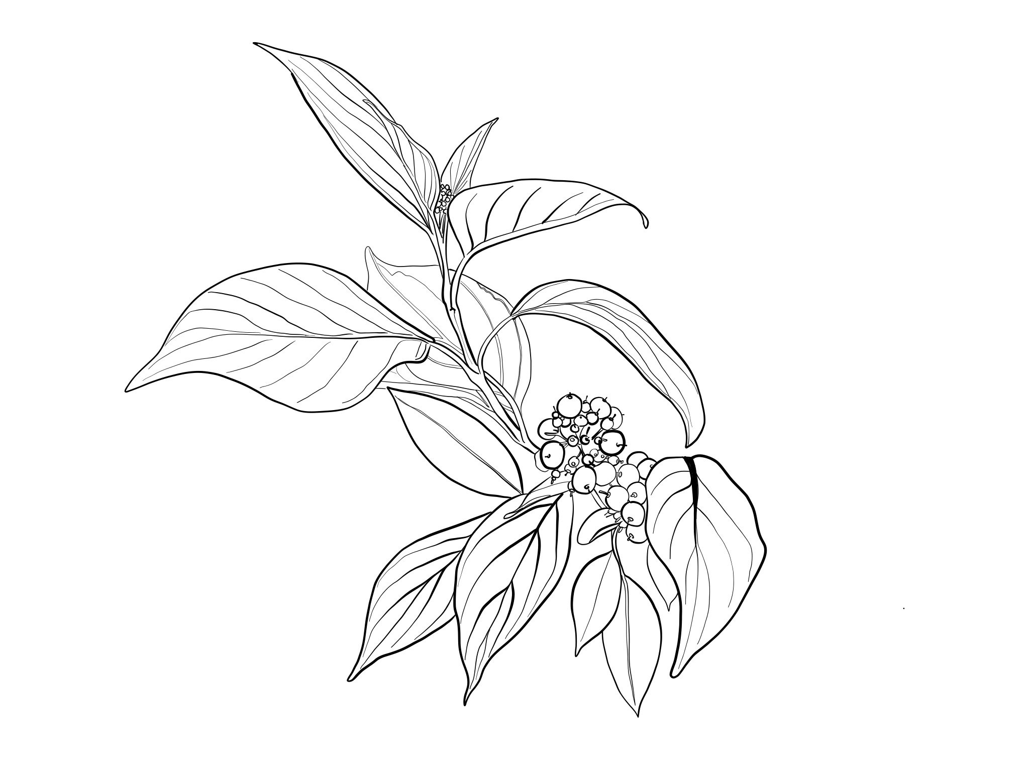 Dogwood.jpeg