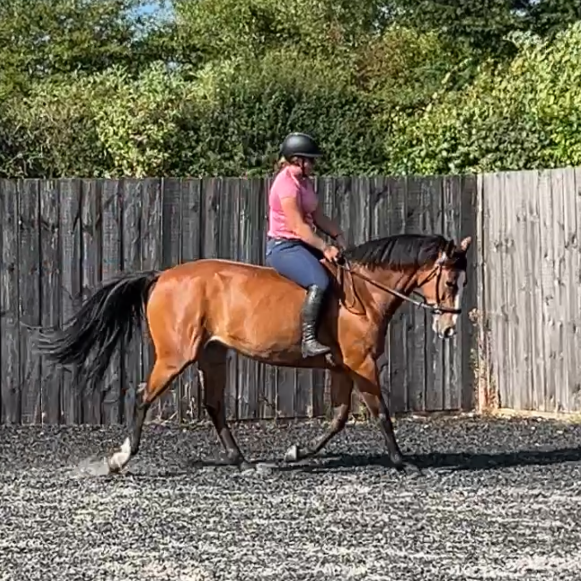 Training Horse MeMe Bareback and Bitless