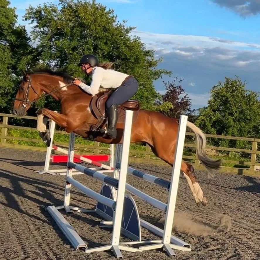 Training Horse Scribble