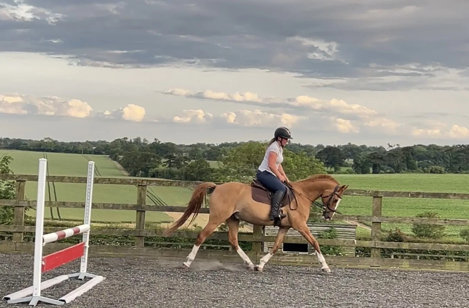 Training Horse Dimple