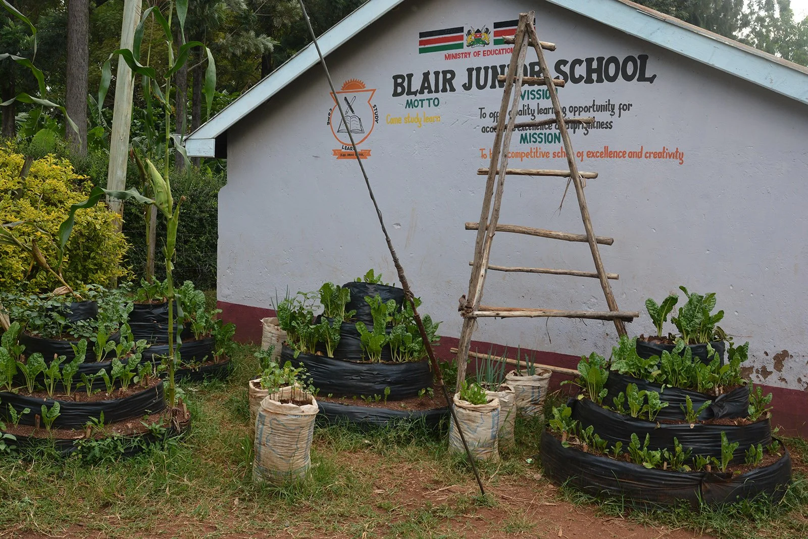 A garden tended by school children