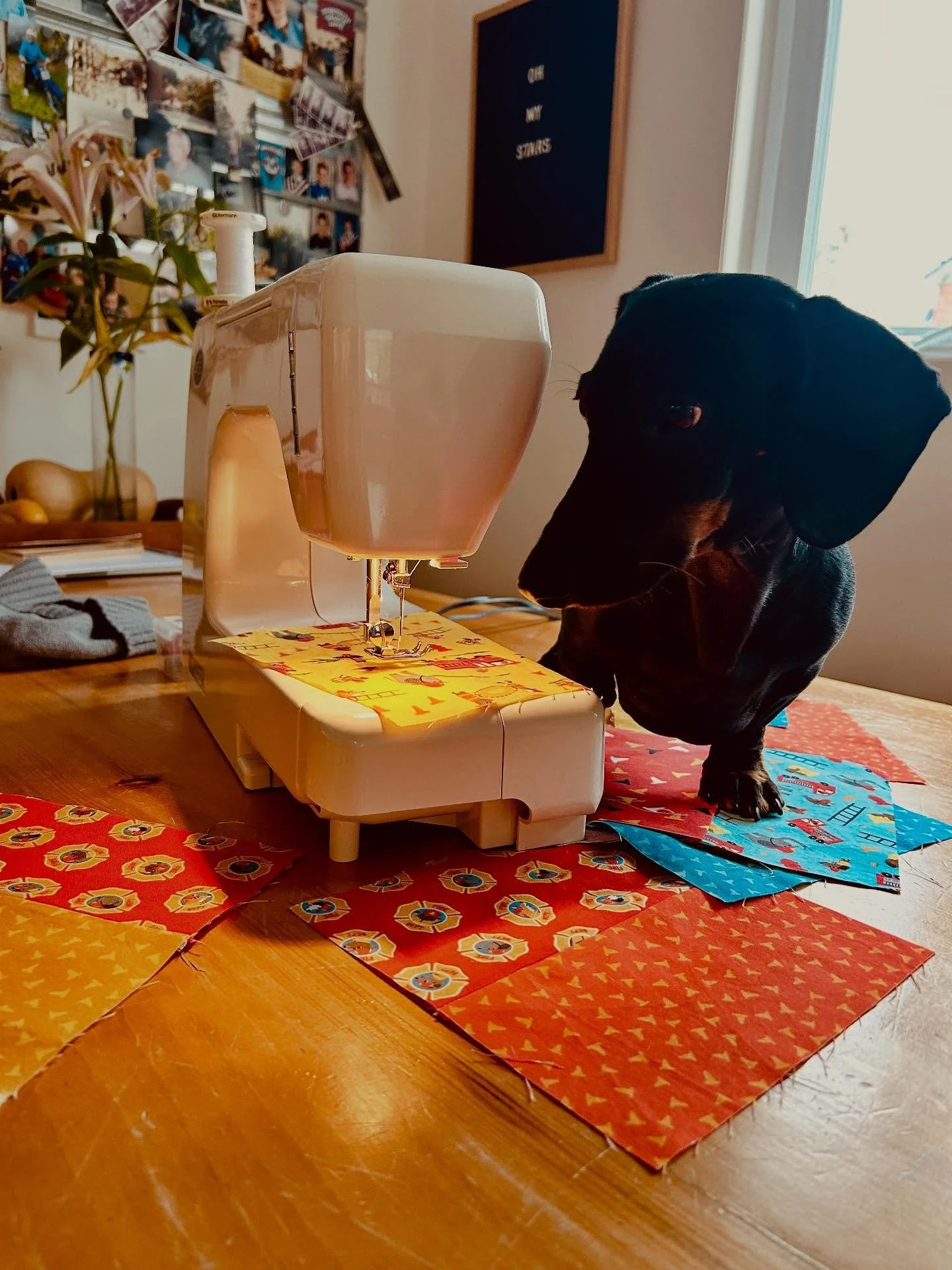 Quilting is serious business. Many thanks to @craftygirl1964 for the lessons&hellip;Stanley is busy making gifts for all his friends from his @cloud9fabrics collection FIRE FIRE FIRE!! Stay tuned for the big reveal!! 

#quilt #quiltingfabric #dachshu