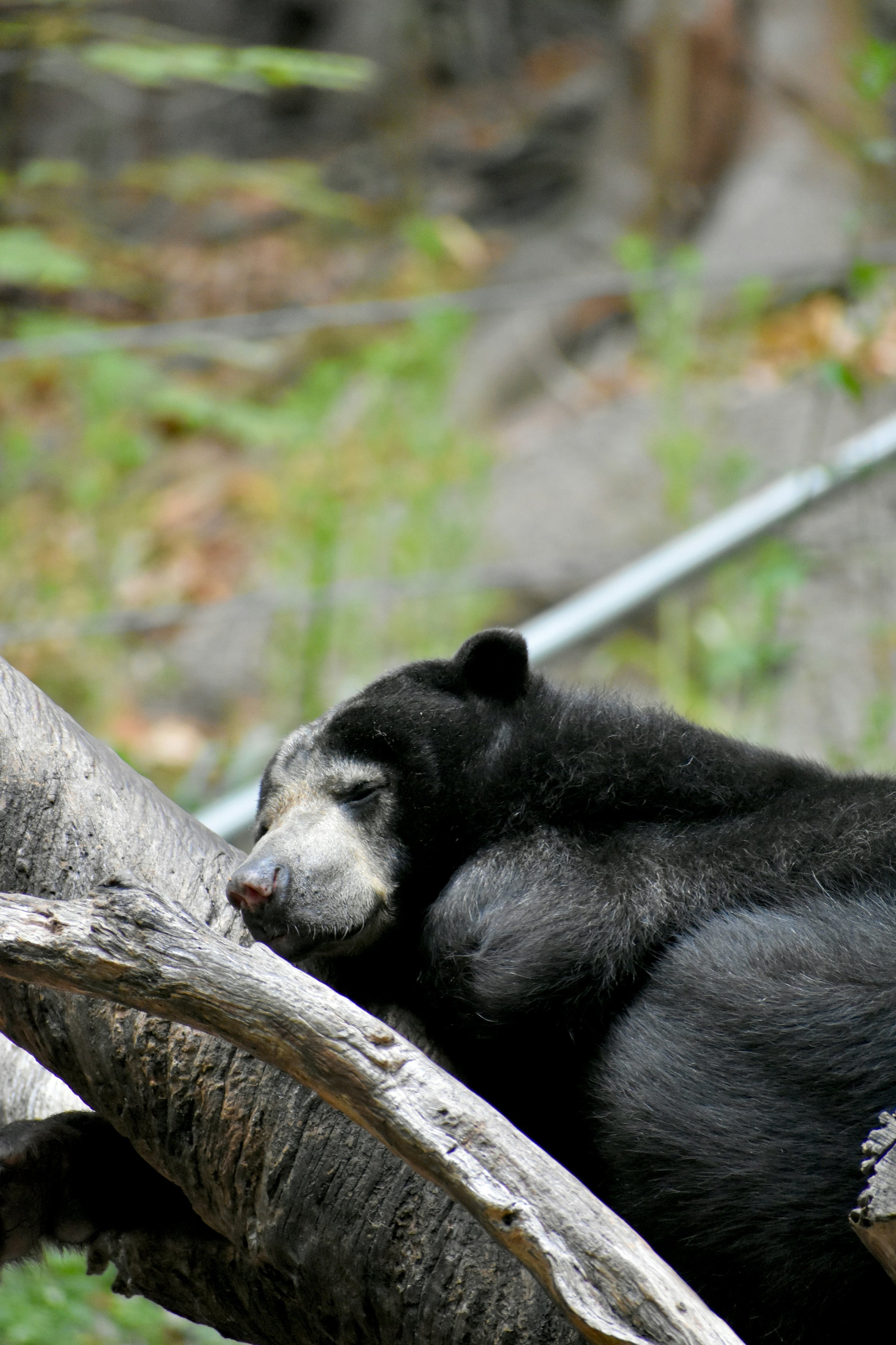 The Science Of Hibernation (Sort Of)