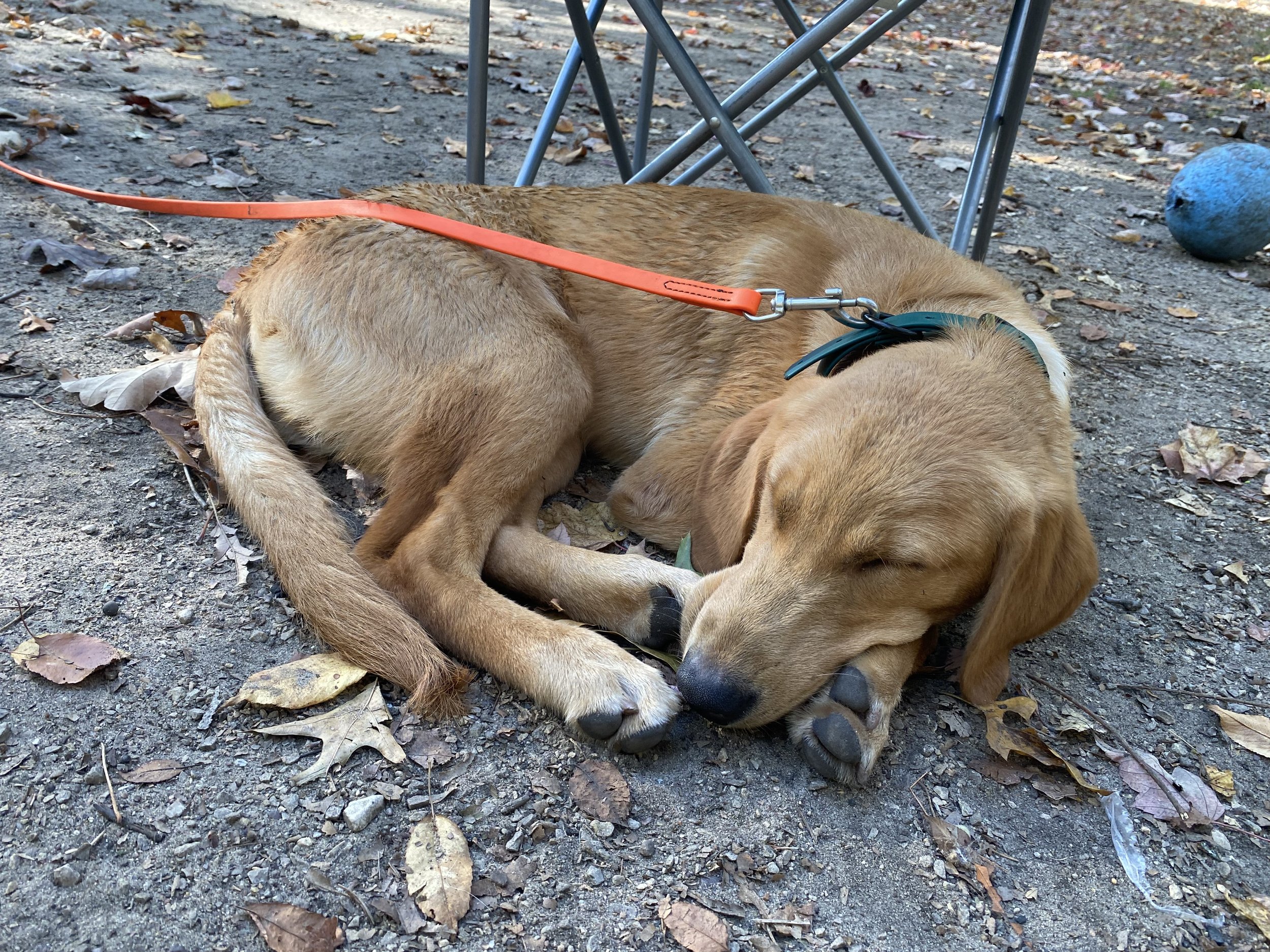 crash sleeping.jpg