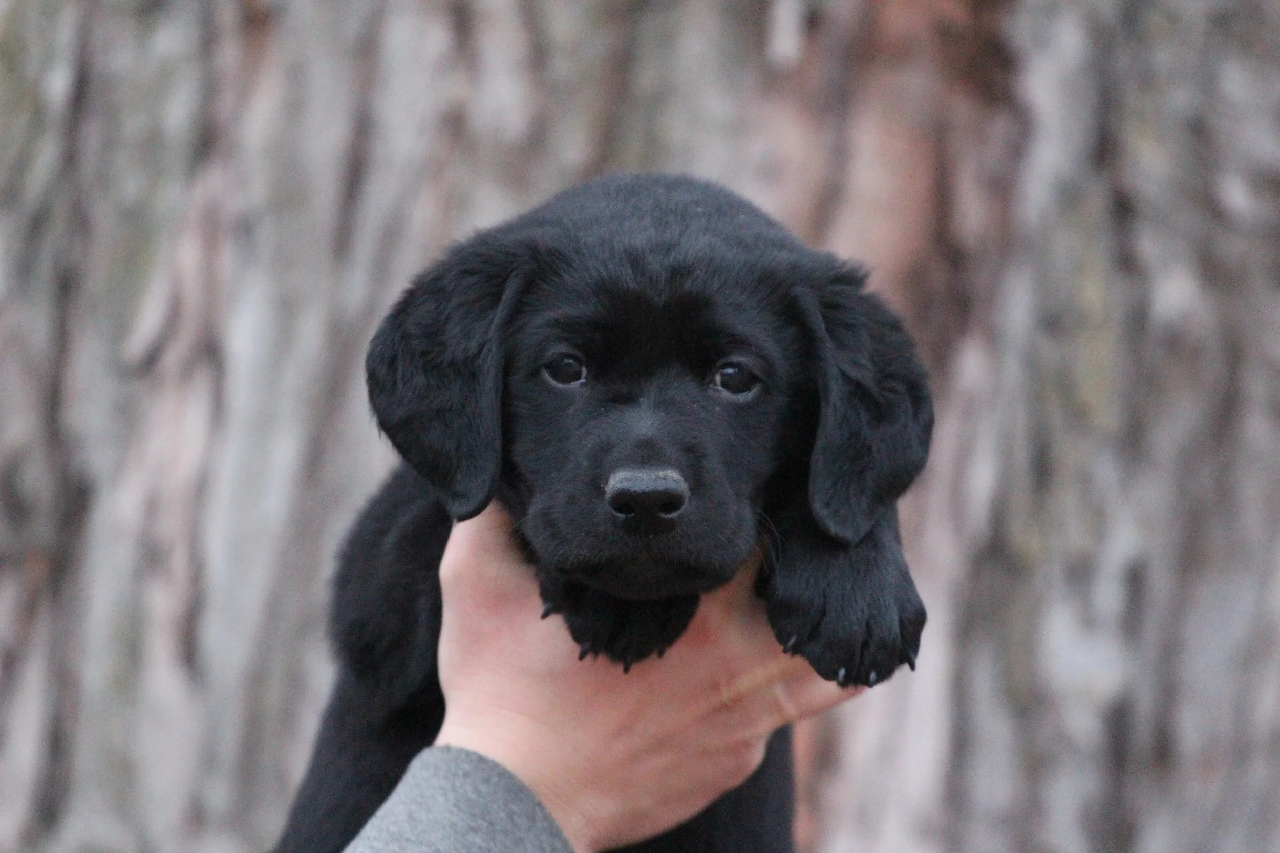 Blue 6wks.JPG