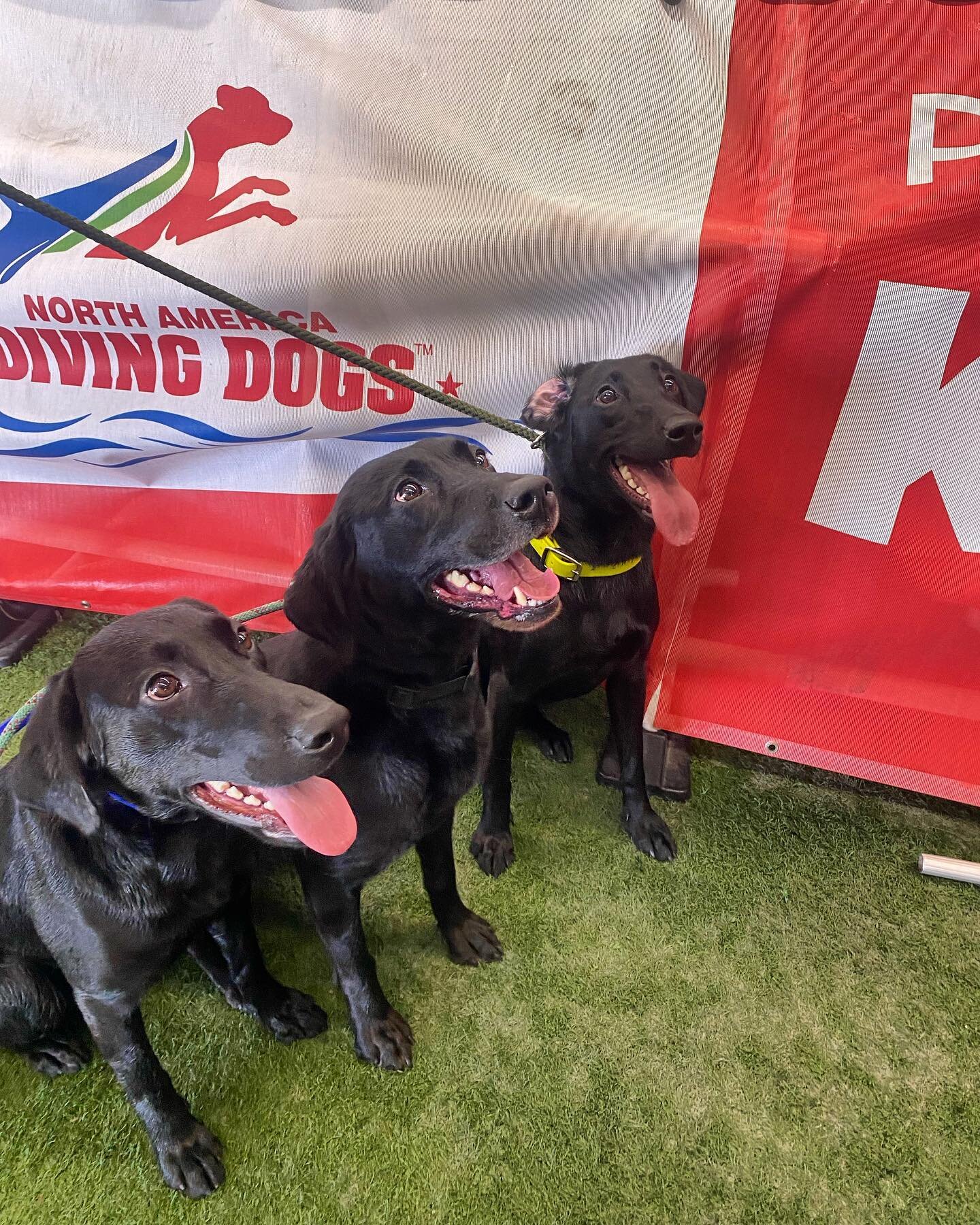 Mighty, Bentley, and Magic (and seven) all competed at a Dock event today! It was a very successful day with Magic earning her Dock Senior, Mighty got 4 legs towards her Dock Master, Bentley and Seven both earning legs towards their Dock Senior and M