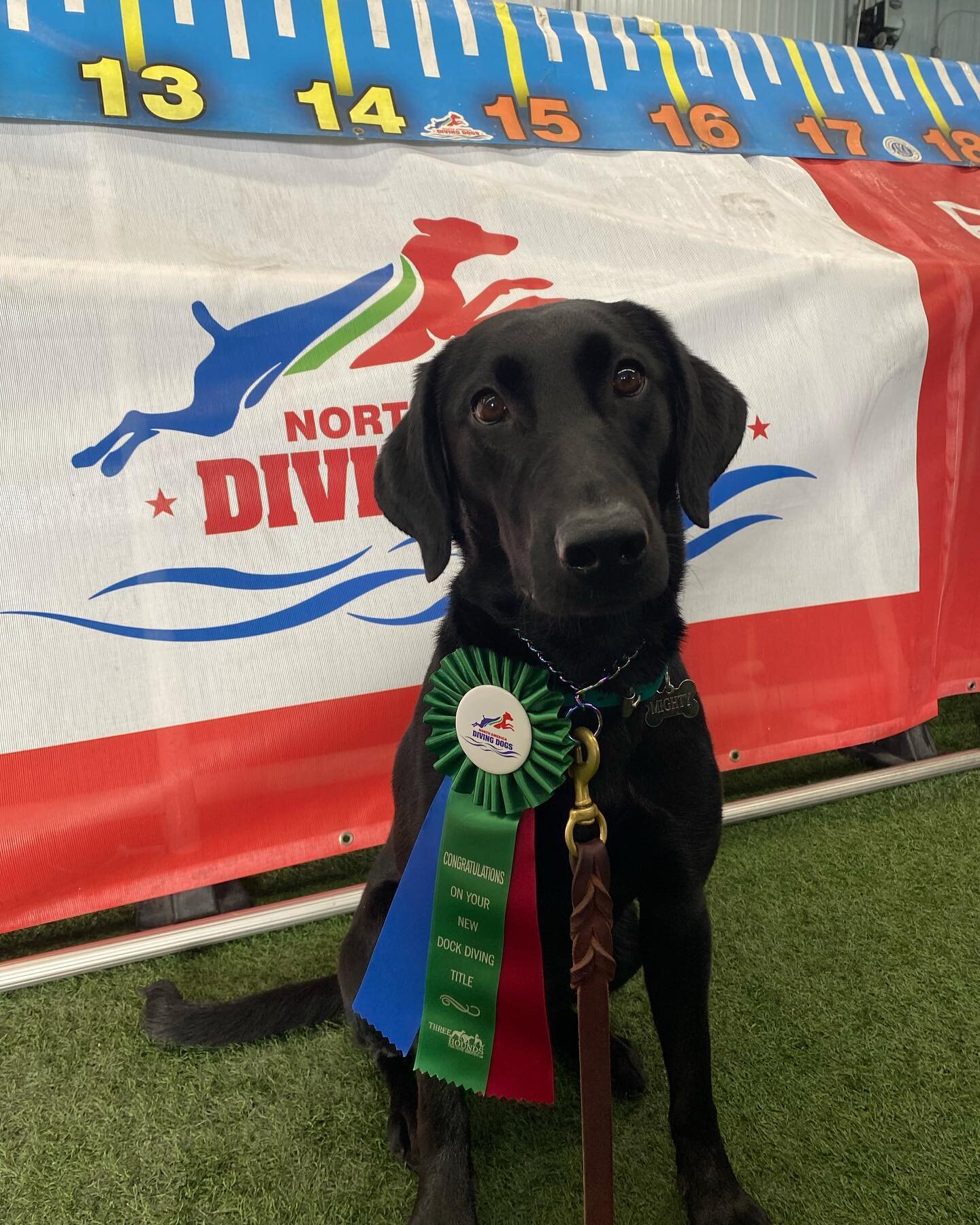 Another great day on the dock! Mighty got her Dock Master title today and Seven got more passes for her Dock Senior Advanced! Very proud of these two! 
Trenlock&rsquo;s Gonna Be Gold DM 
Smokingold&rsquo;s Good Luck Charm JH DS WC 

#blacklabradorret