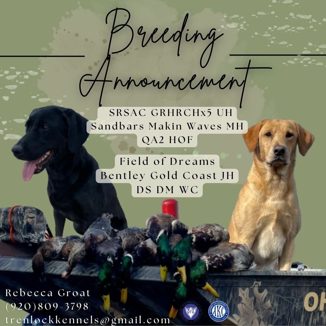 BREEDING ANNOUNCEMENT: 

SRSAC GRHRCHx5 UH Sandbars Makin Waves MH QA2 HOF X Field of Dreams Bentley Gold Coast JH DS DM WC

This breeding should produce some really awesome hunting companions, hunt test dogs, and sport dog prospects!! They are going