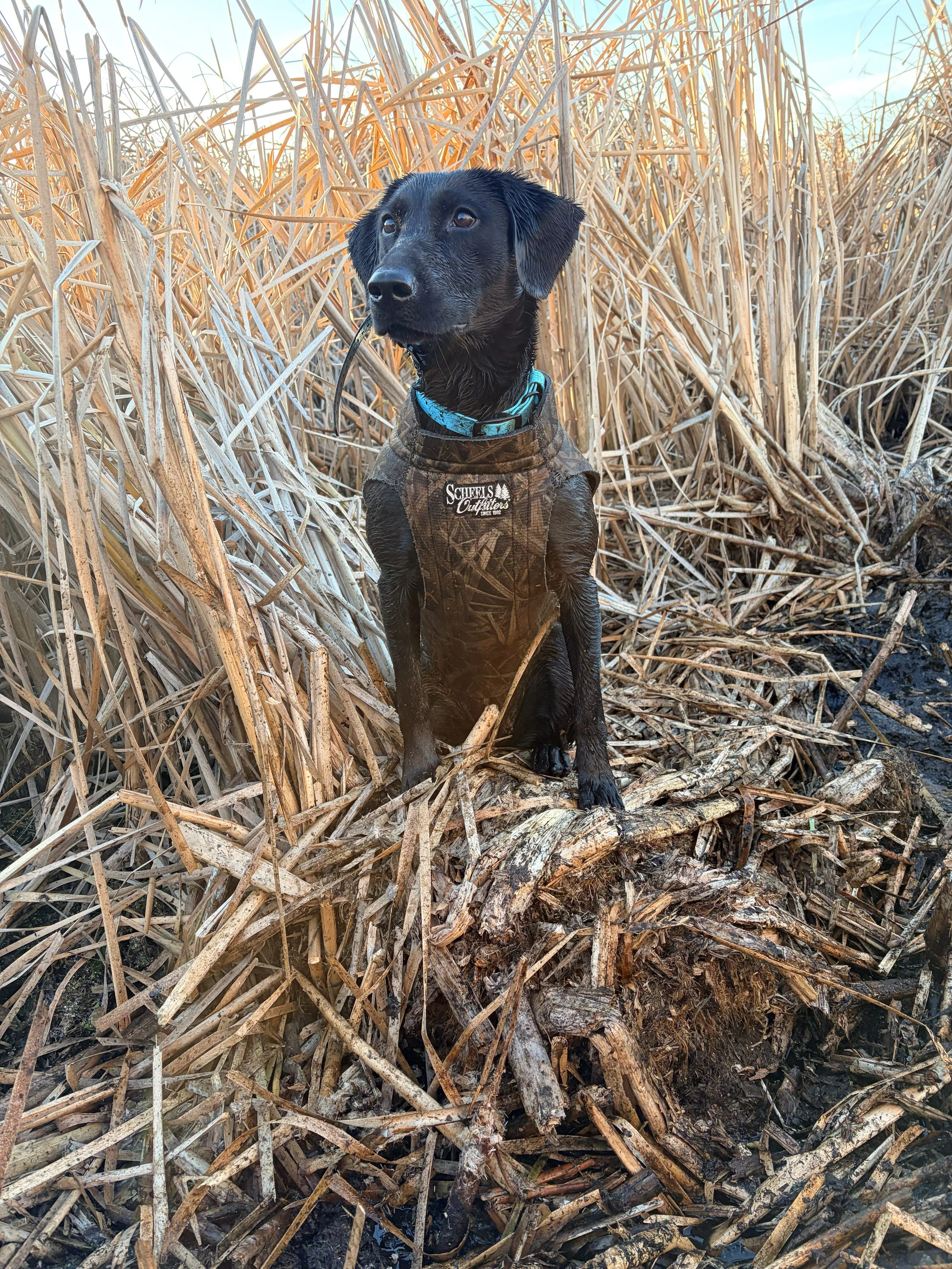 mighty in the marsh.jpg