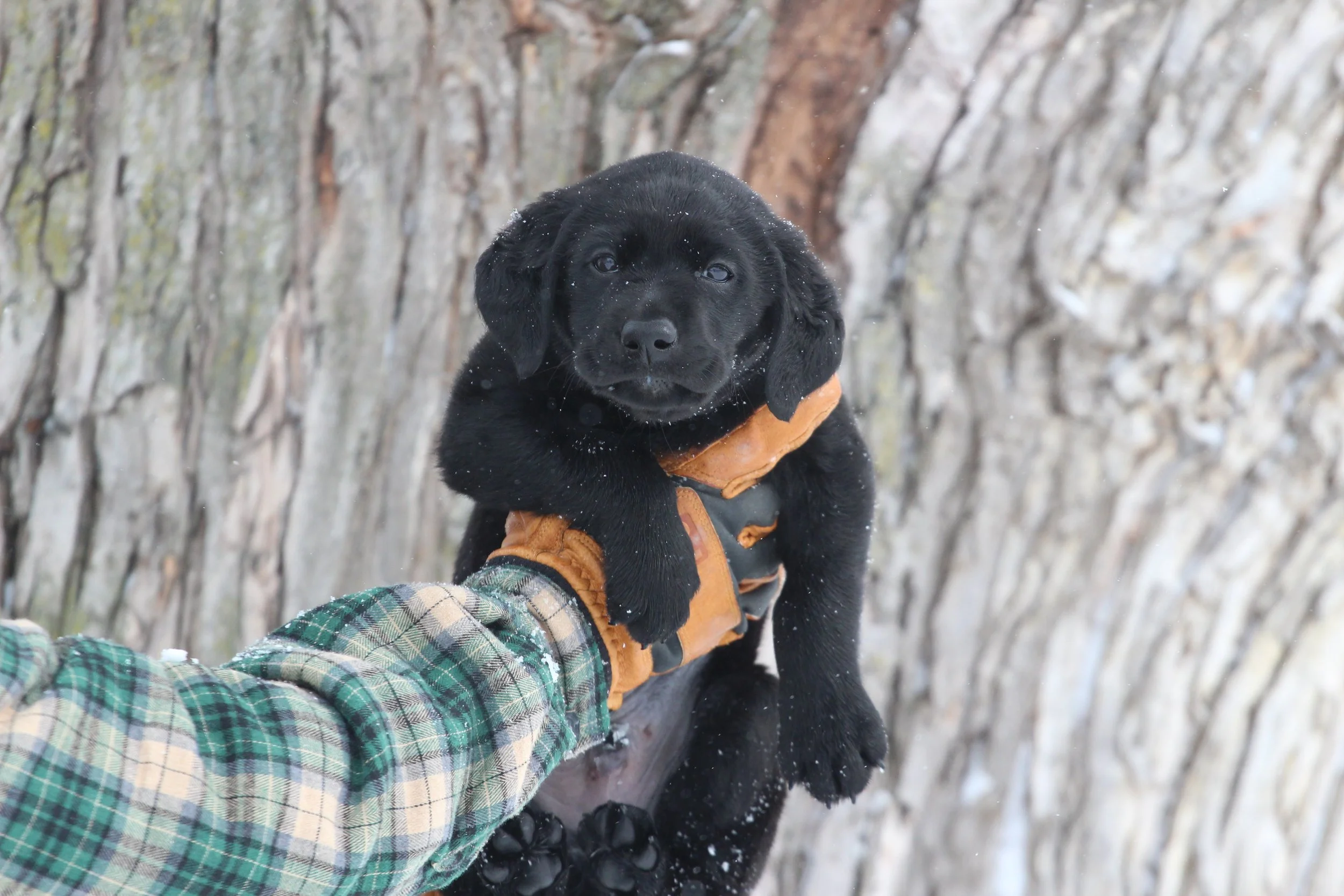 Blue 7wks.JPG
