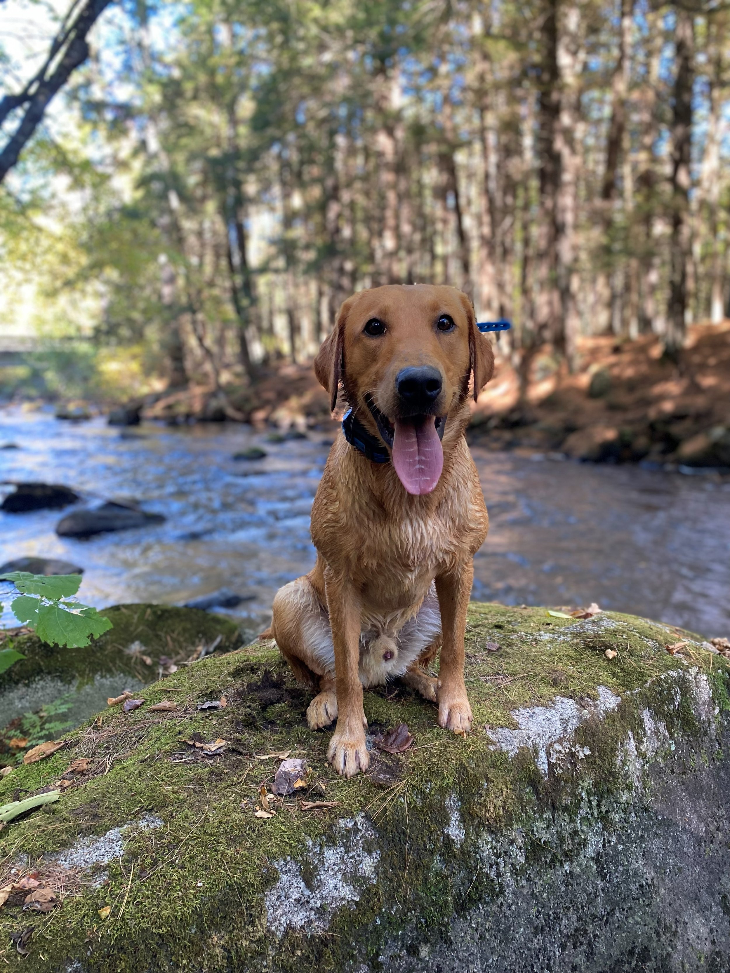 crash at the river.jpg