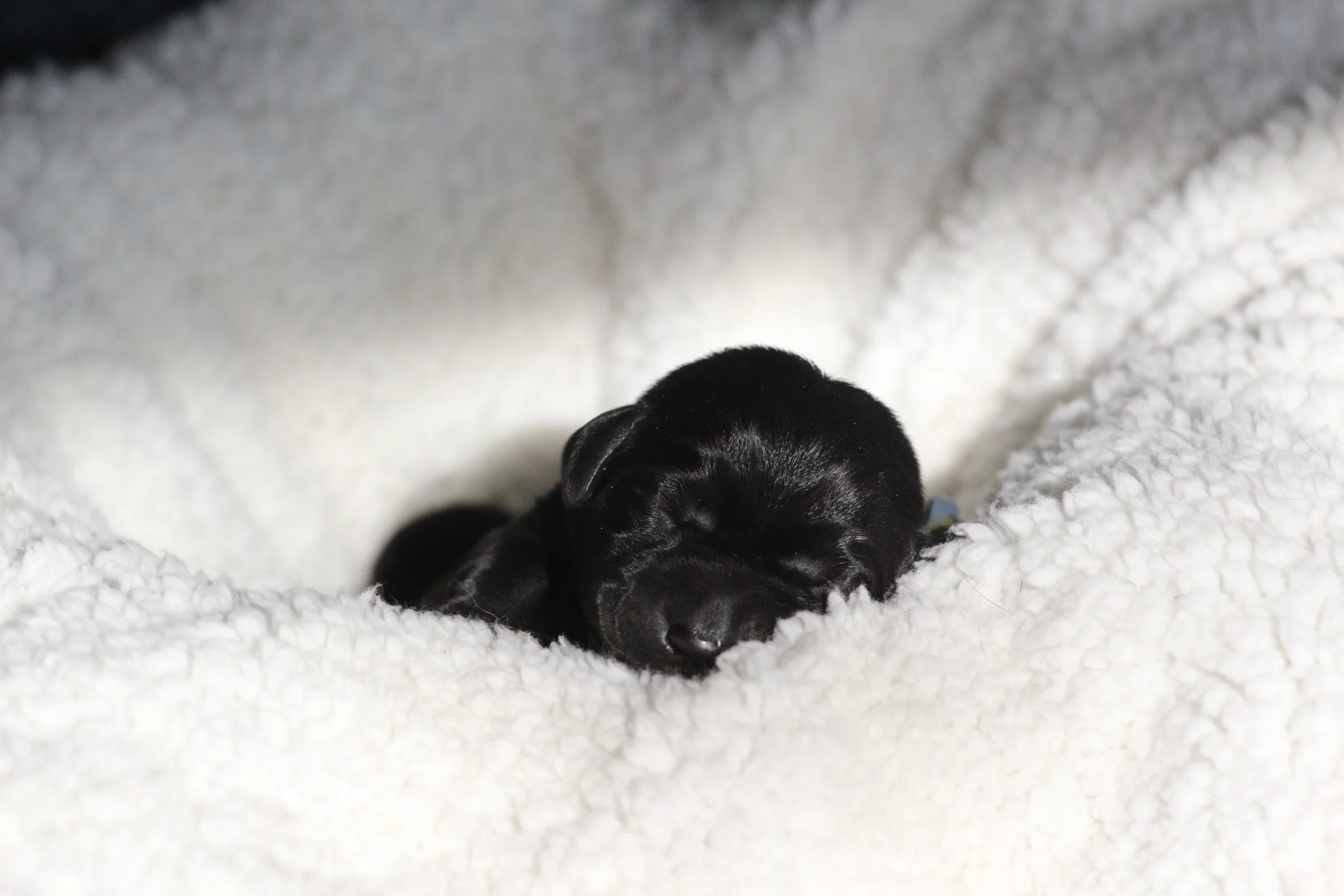 Blue Newborn 1.JPG