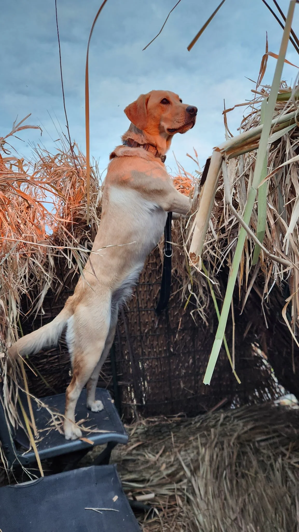 Sadie duck blind.JPG