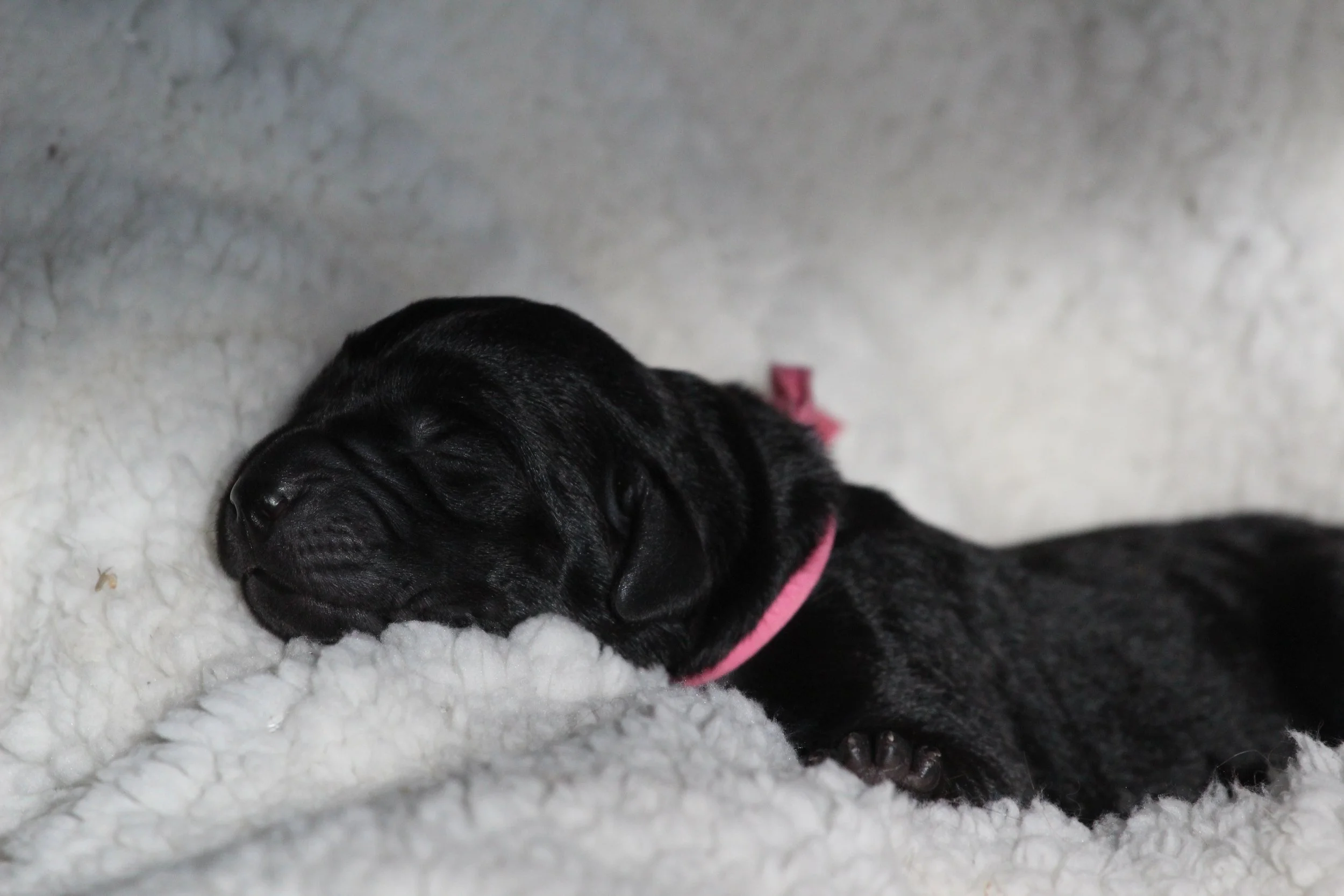 Pink Newborn.JPG