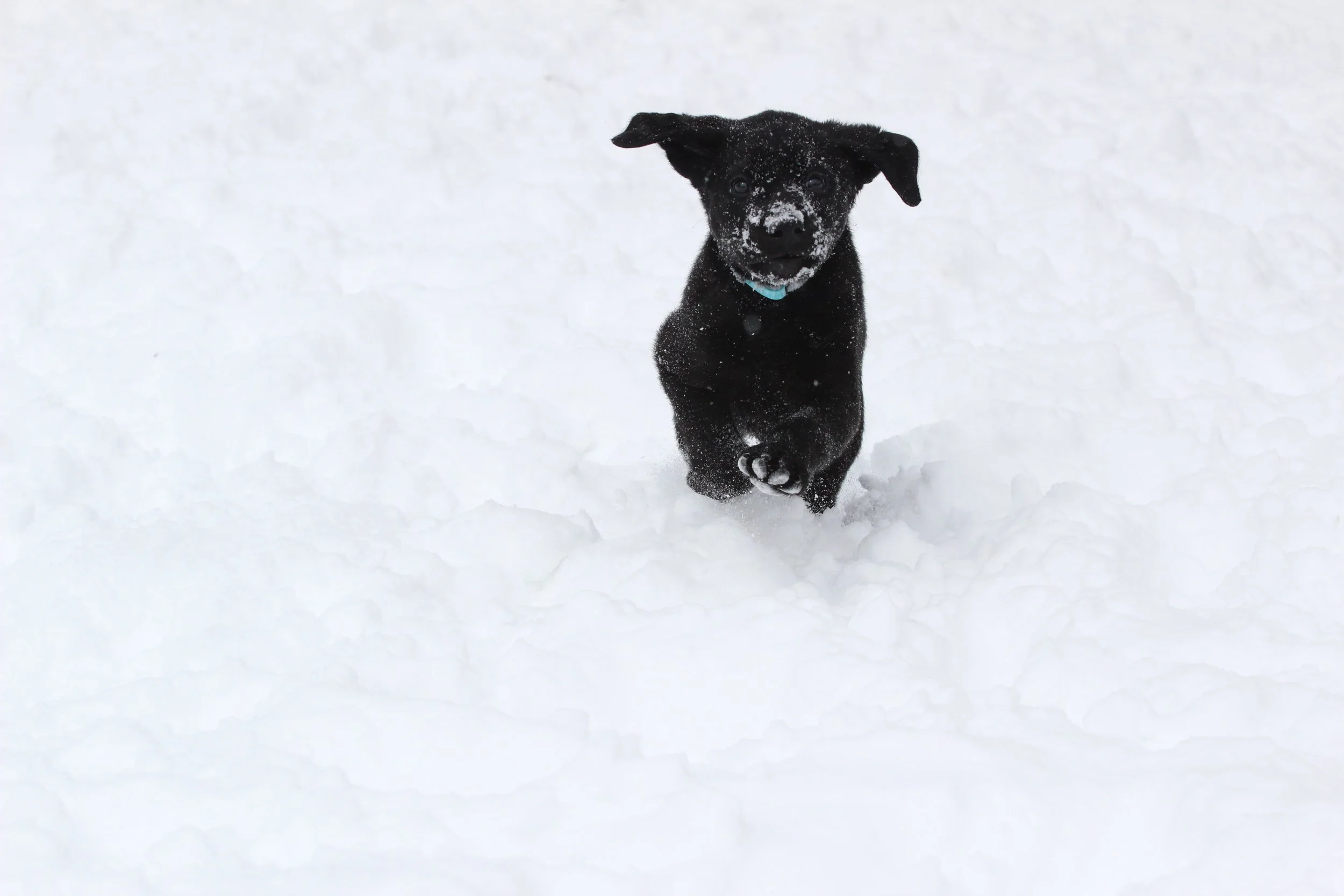 Blue 7wks snowy ears.JPG