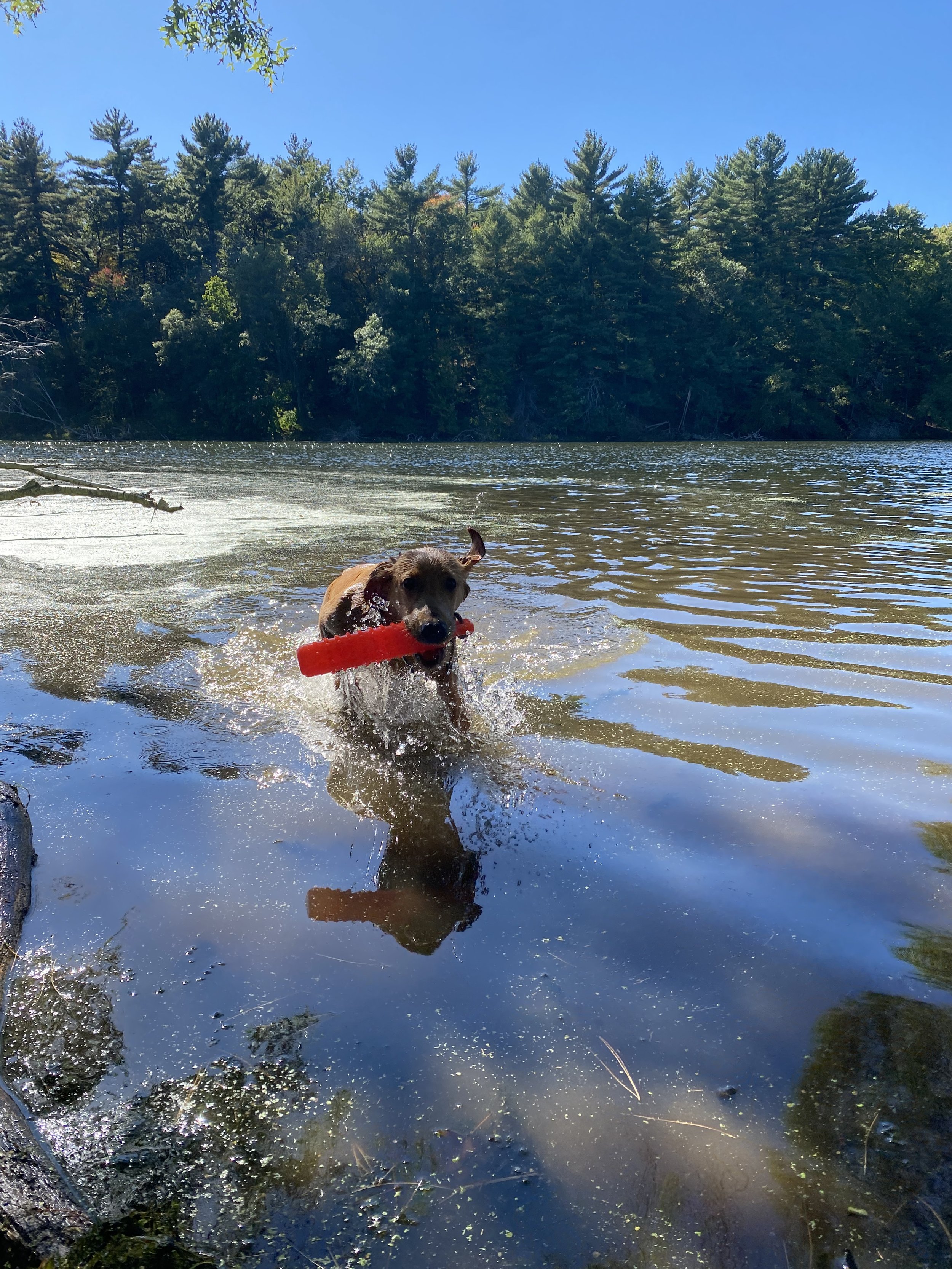 crash water retrieve.jpg
