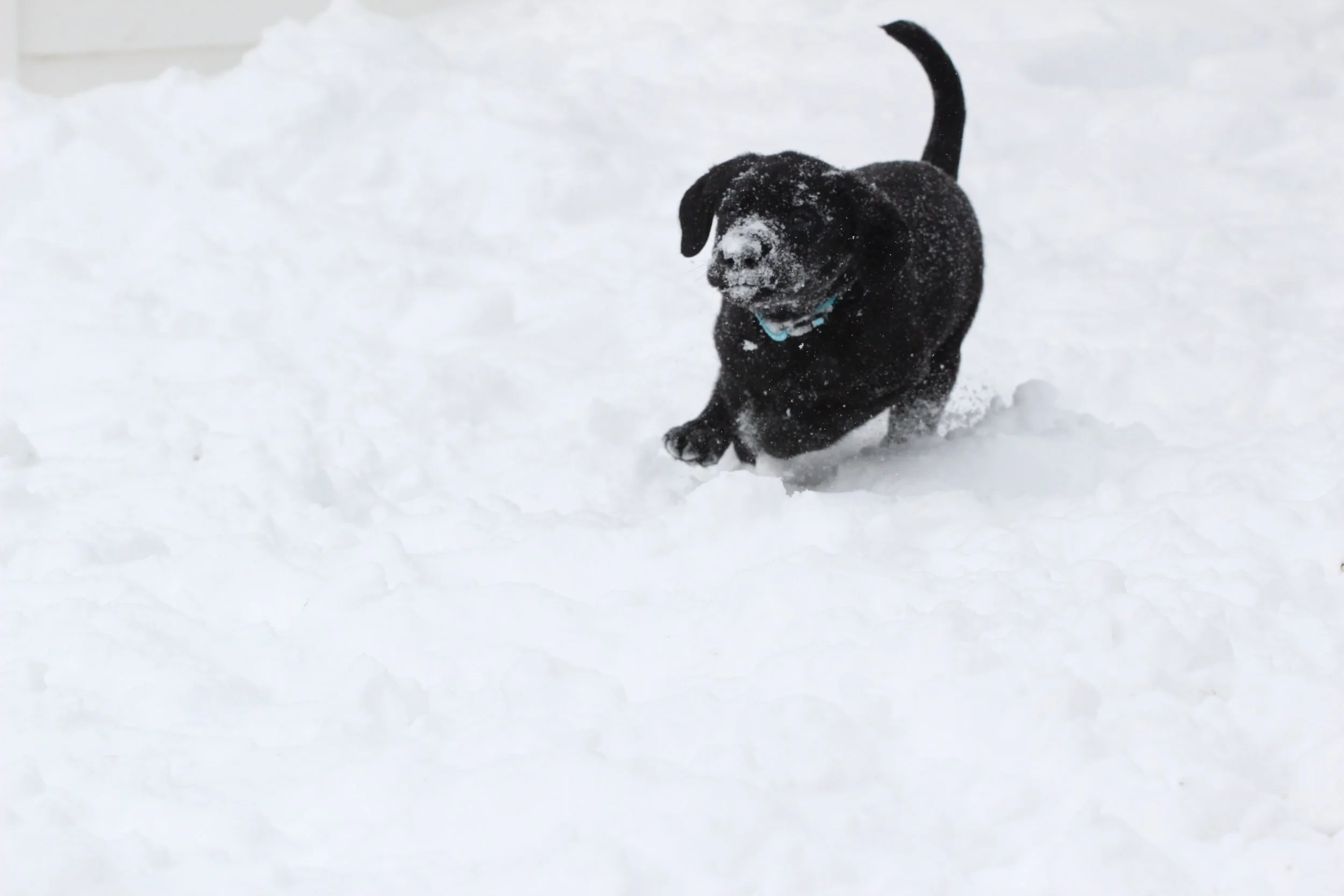 Blue 7wks snowy fae.JPG