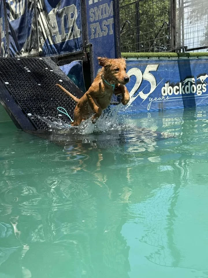 lester dock diving.jpg