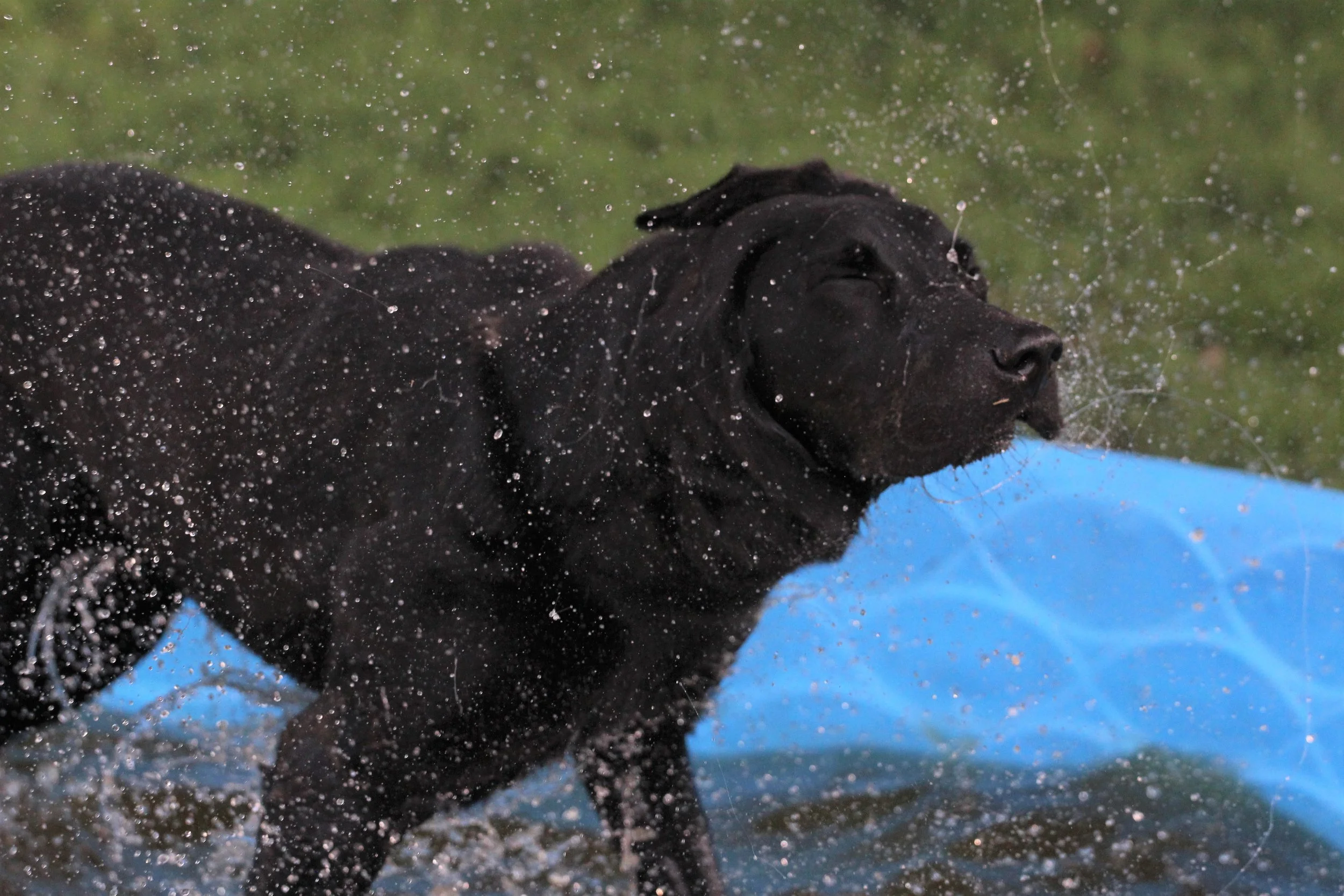 Black labrador retriever in a kiddie pool, shaking water off