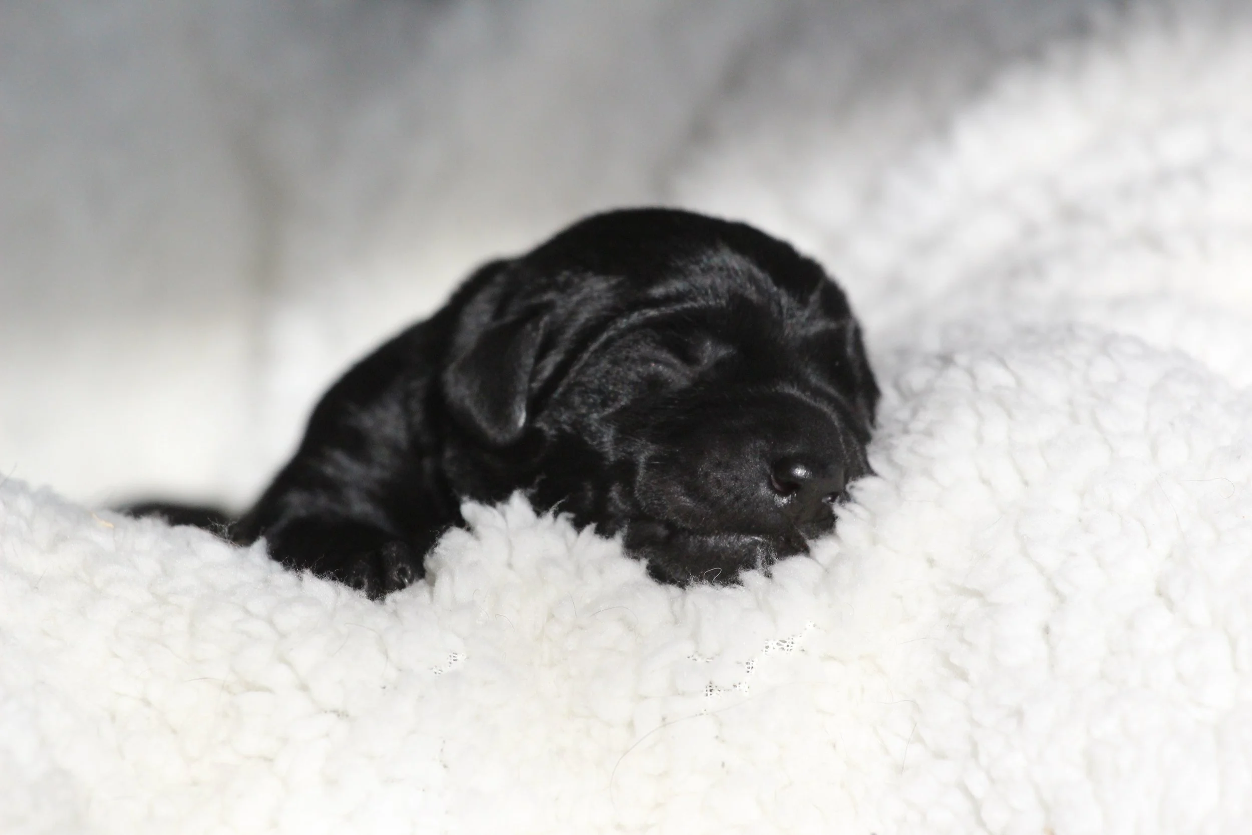 Blue Newborn.JPG