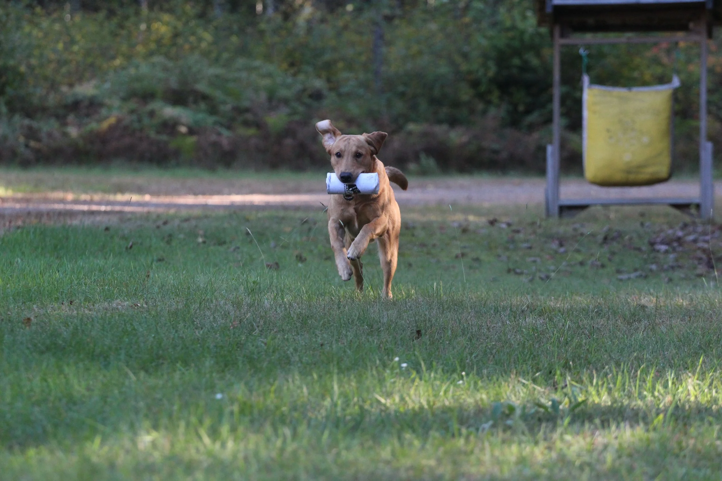 Crash bumper launcher1.JPG