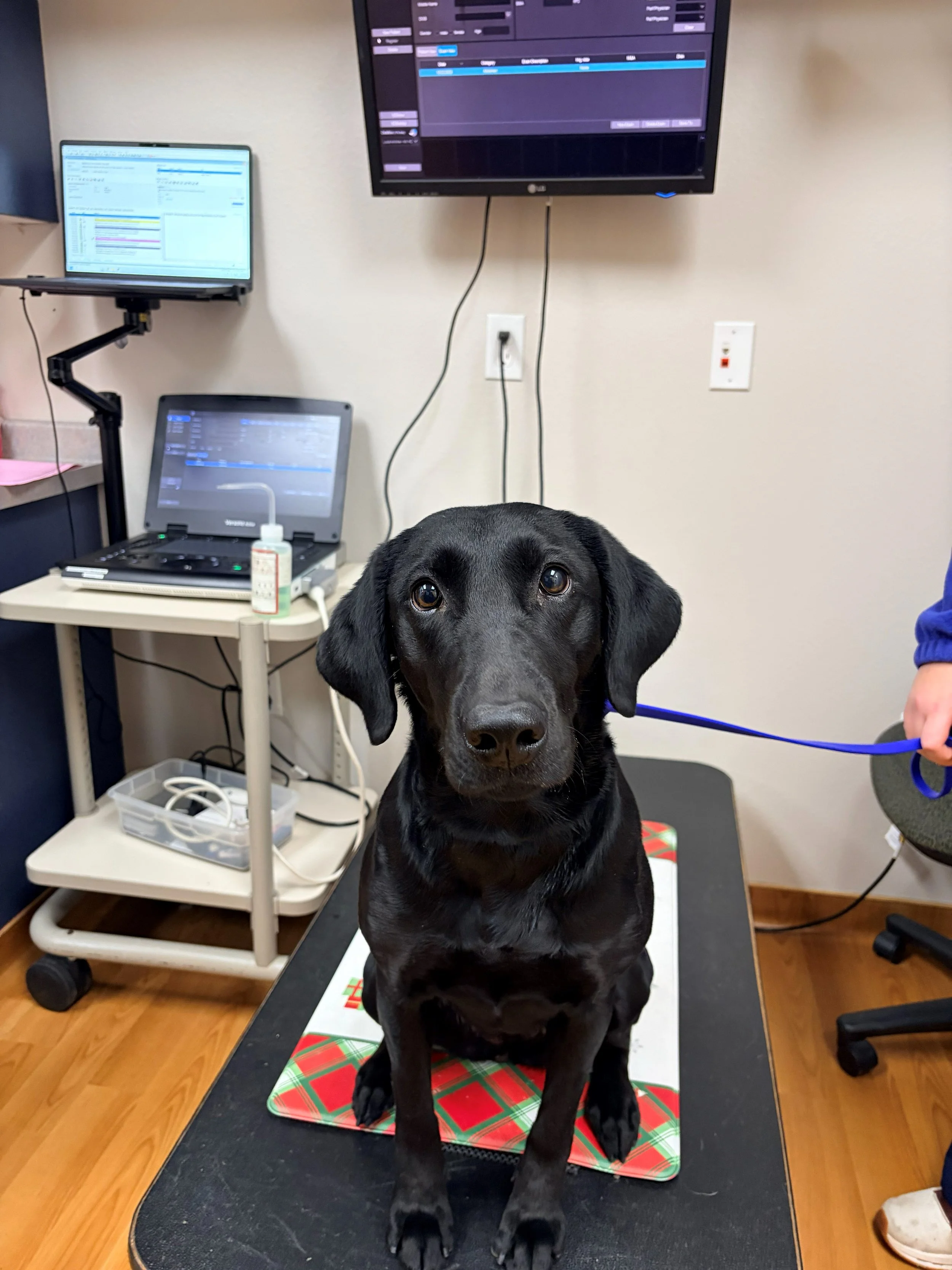 mighty ultrasound.jpg