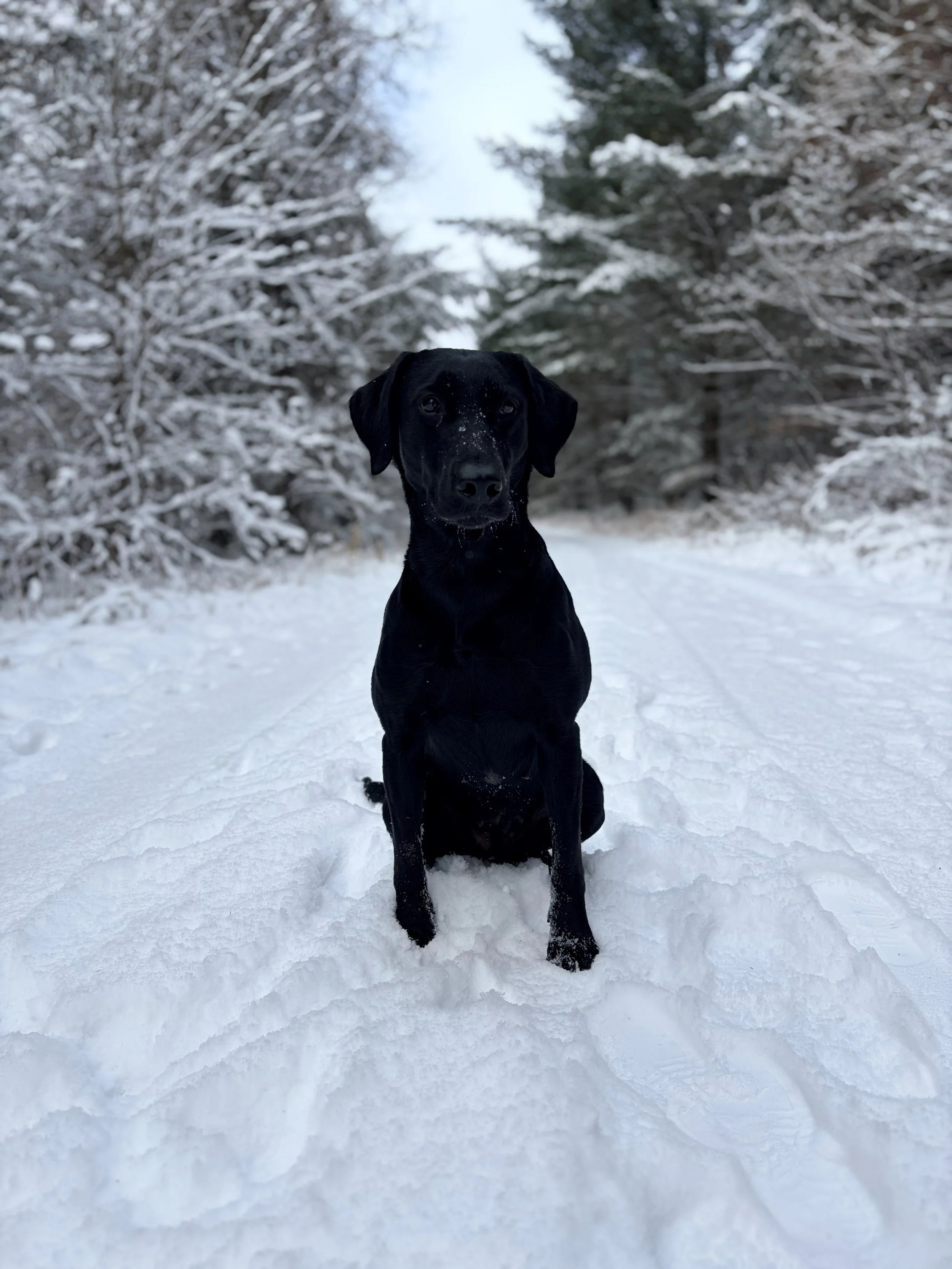 mighty in the snow.jpg