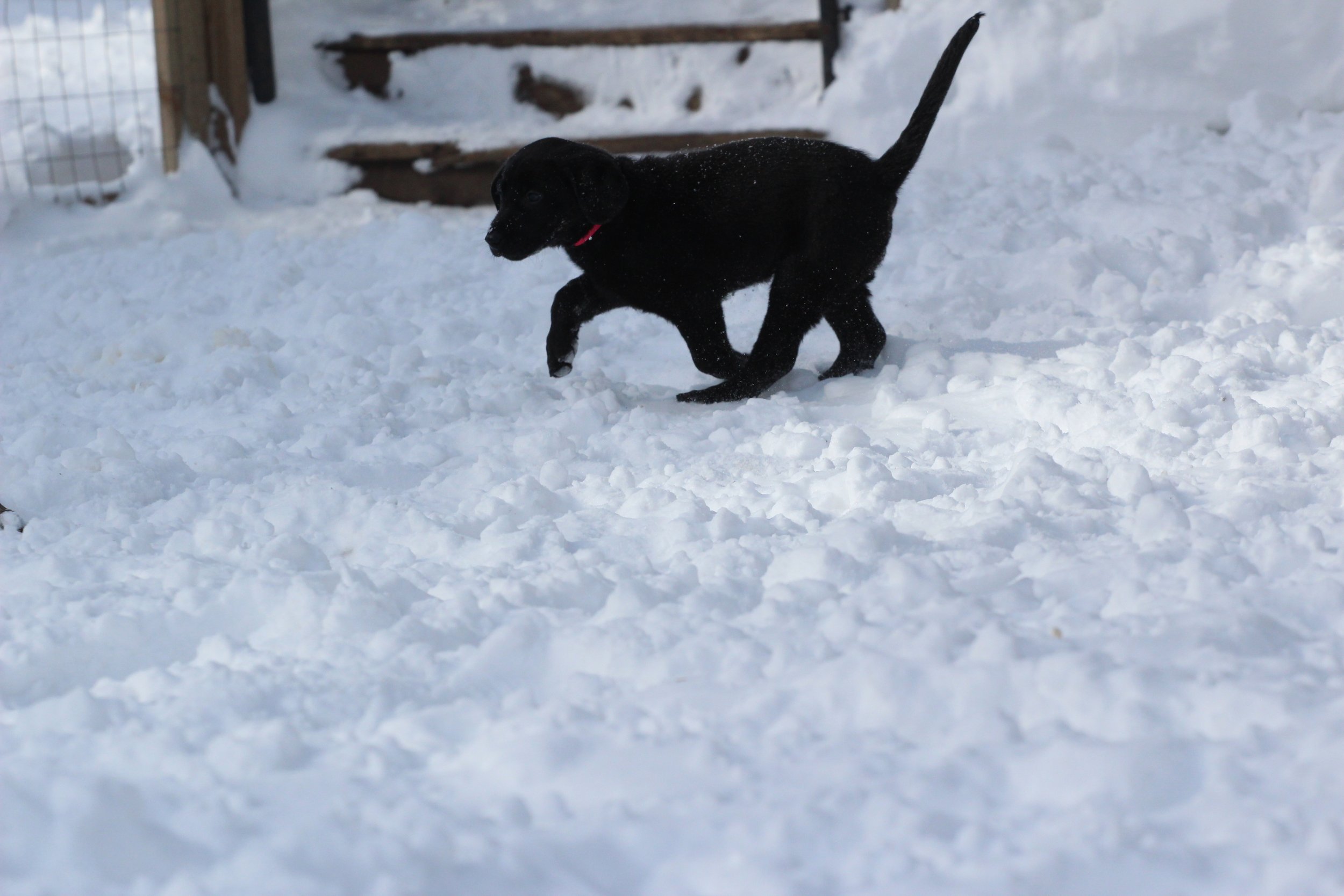 Pink 7wks snow trot.JPG