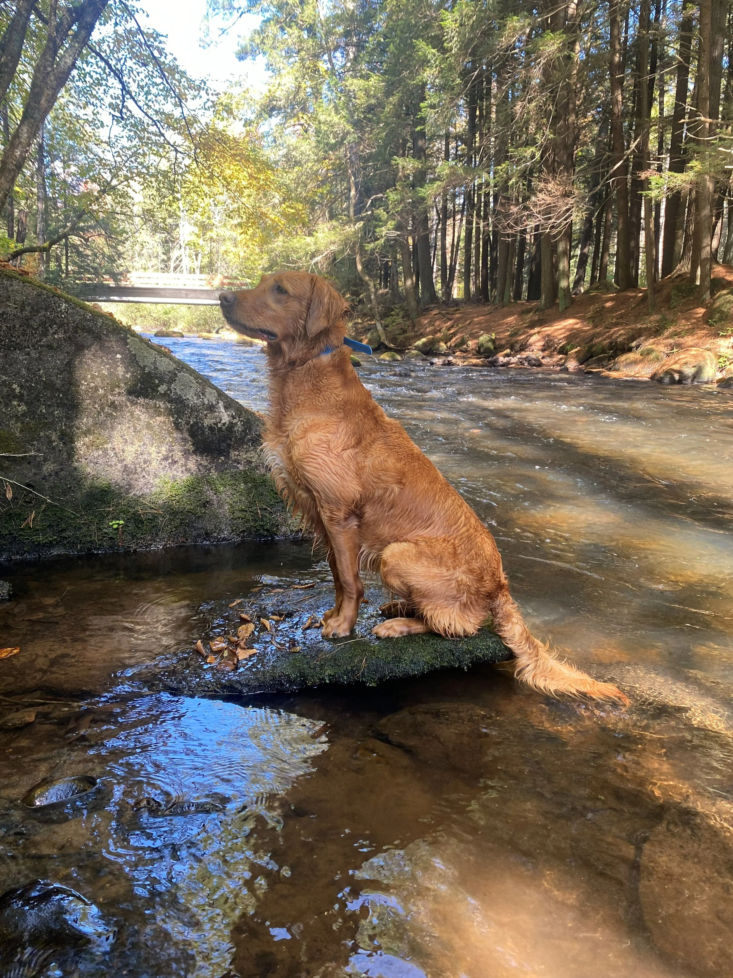 Seven at the river.jpg