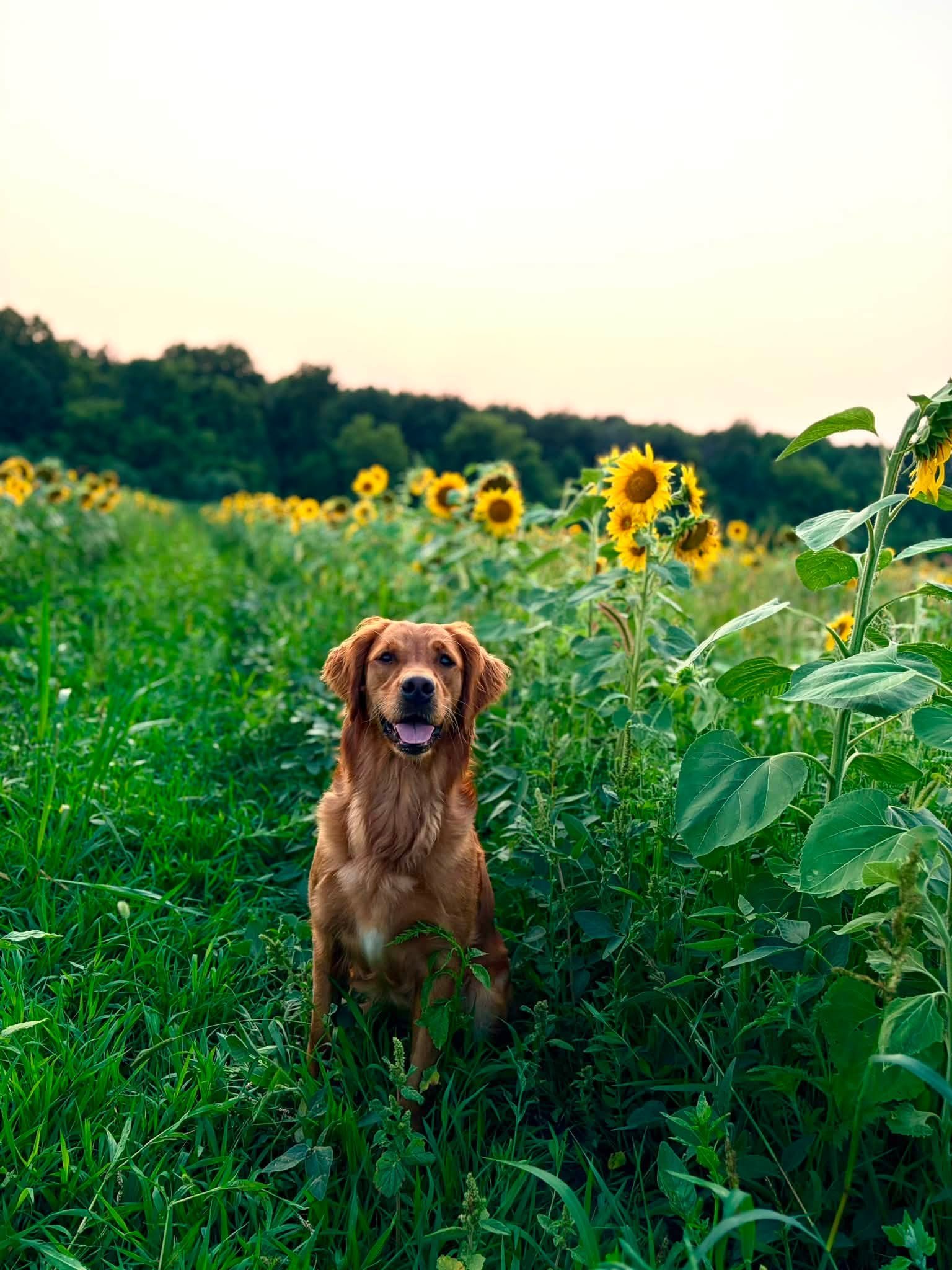 sunflower.jpg