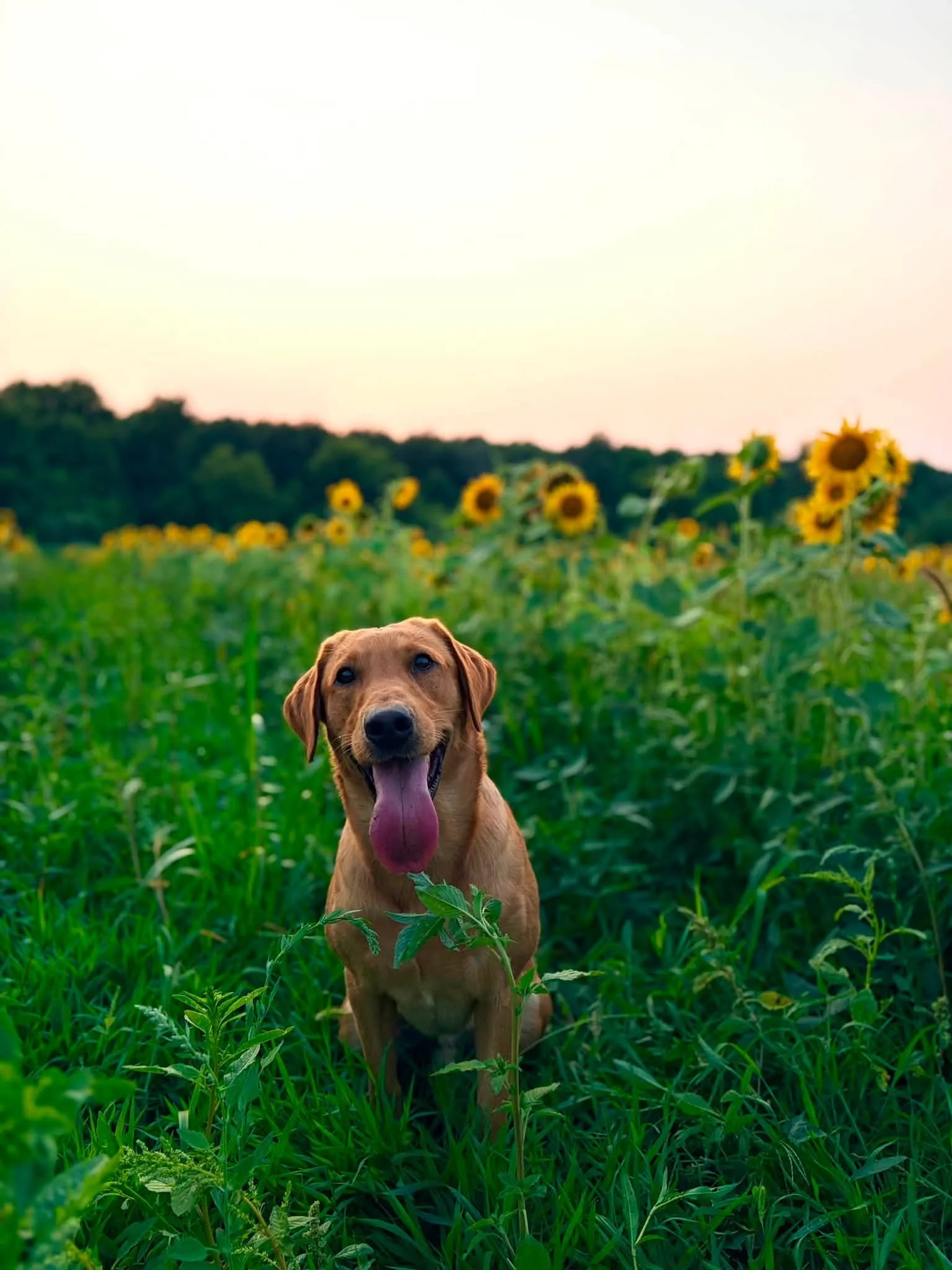 sunflower.jpg