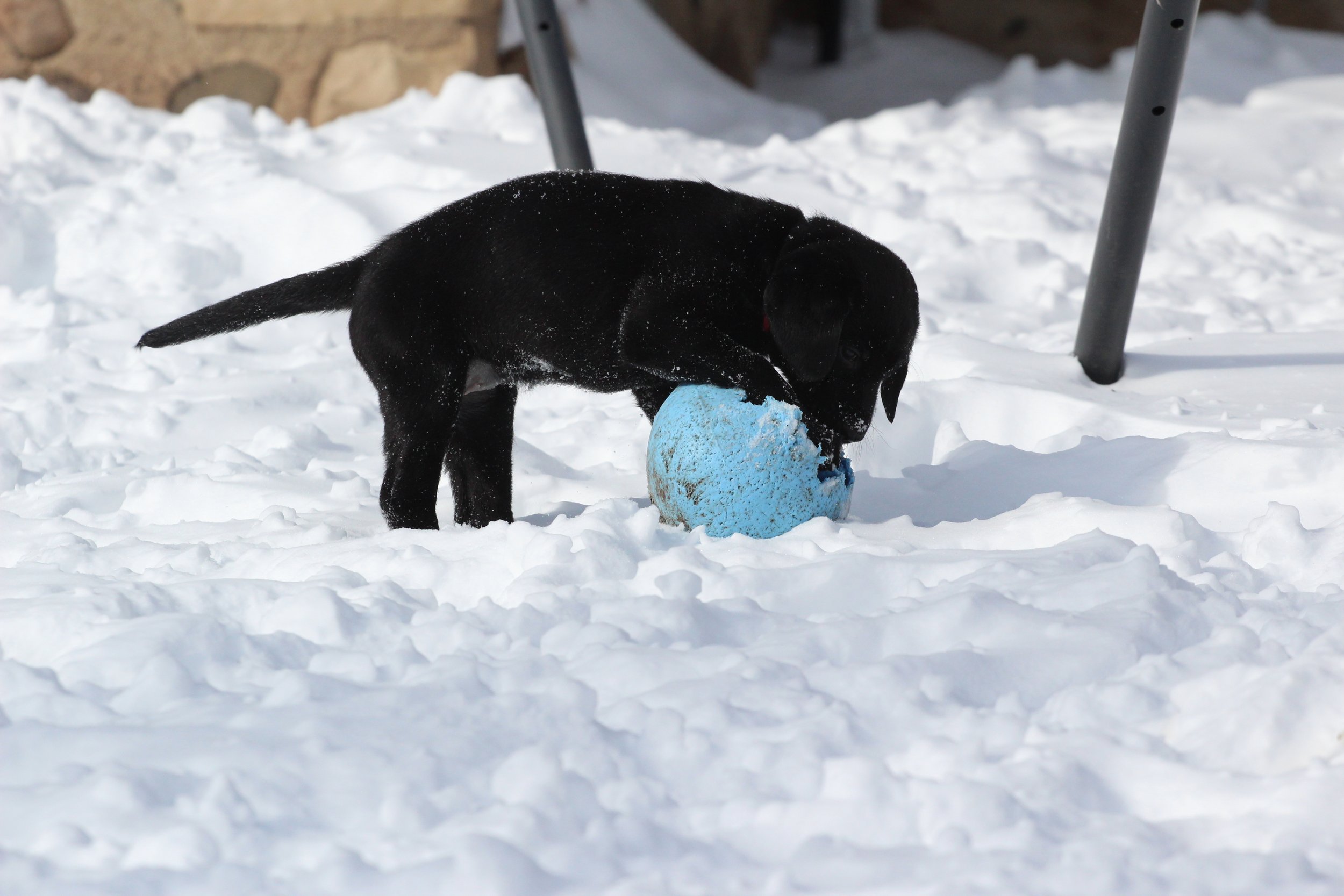 Pink 7wks jolly ball.JPG