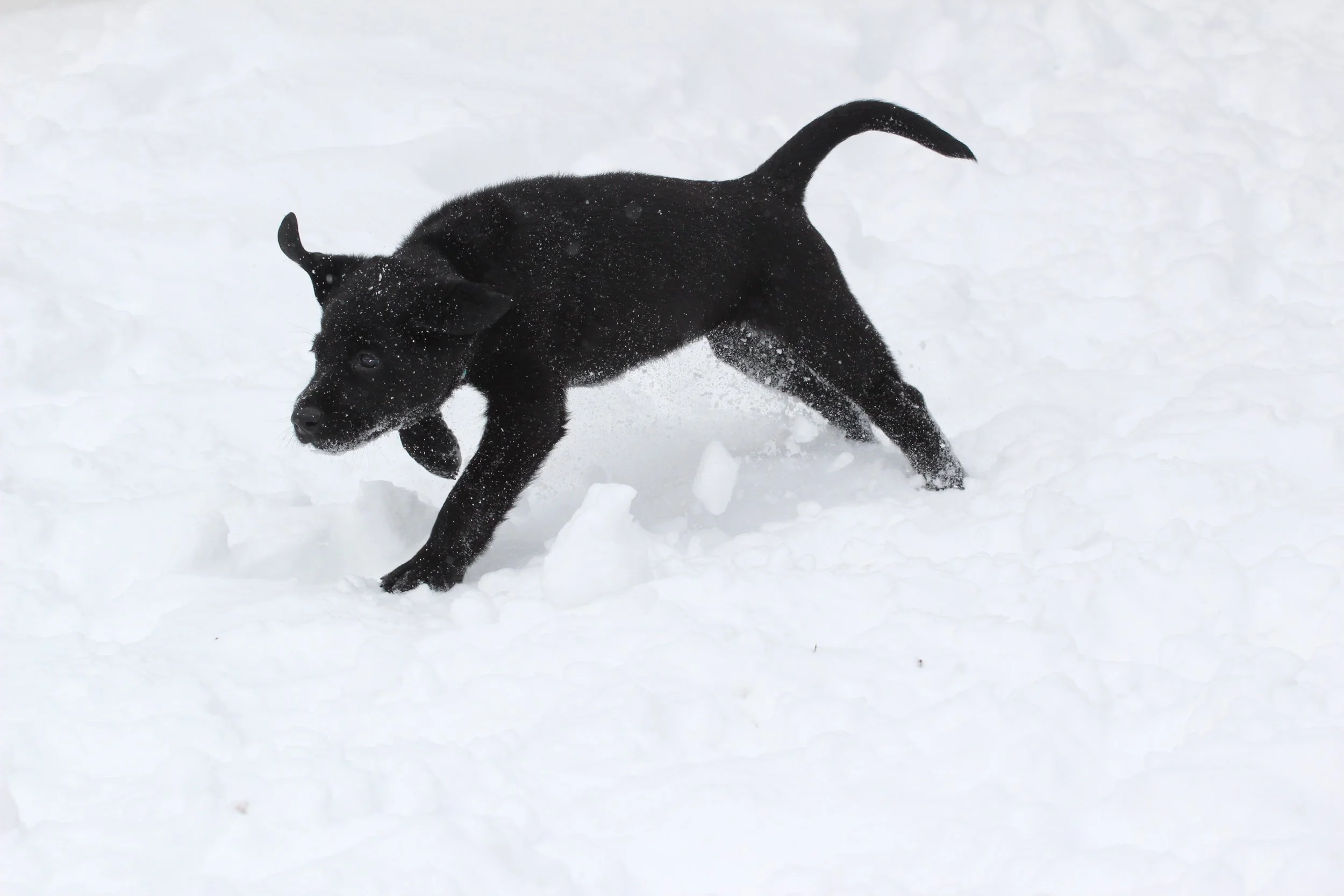 Blue 7wks snow.JPG