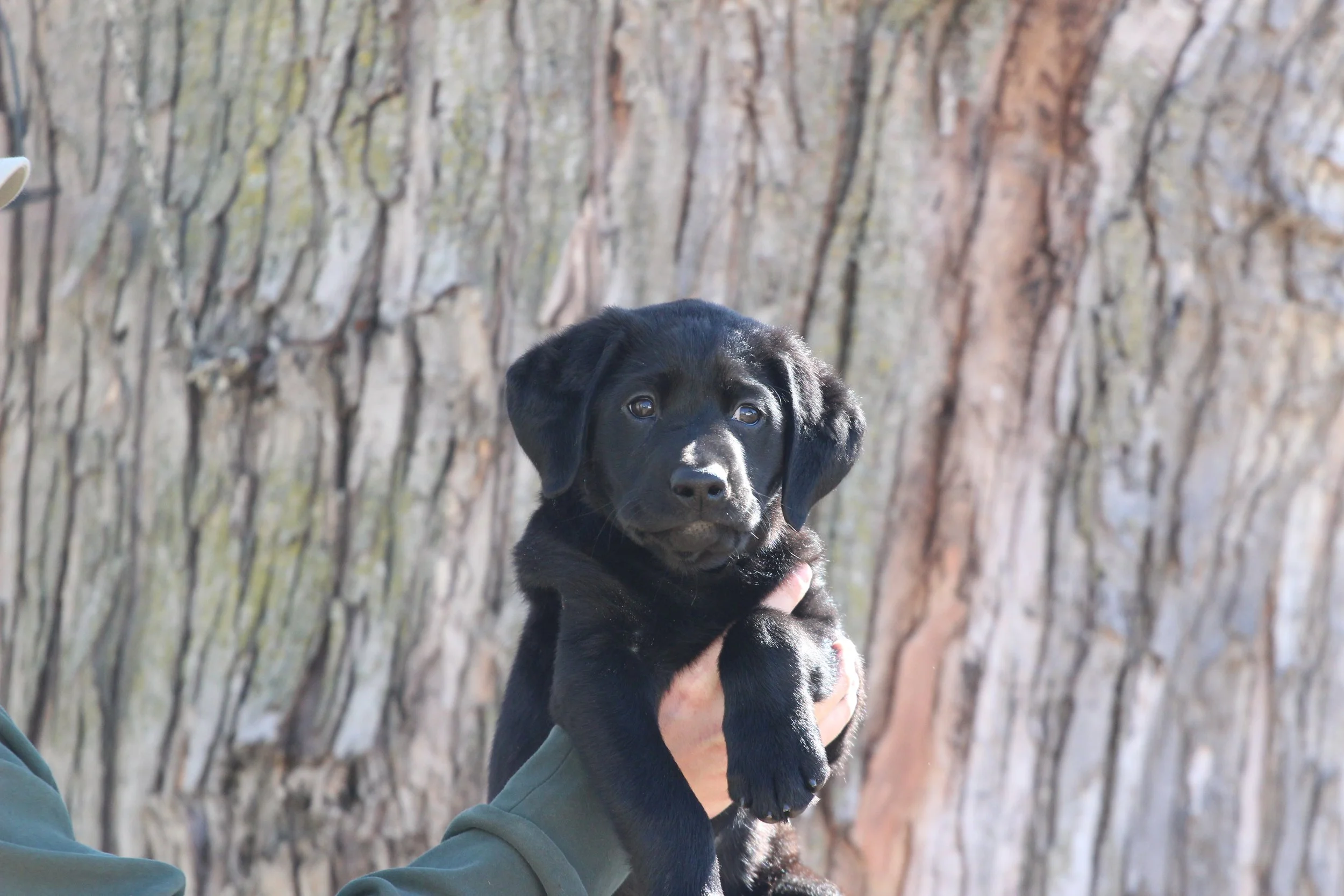 Blue 8wks.JPG
