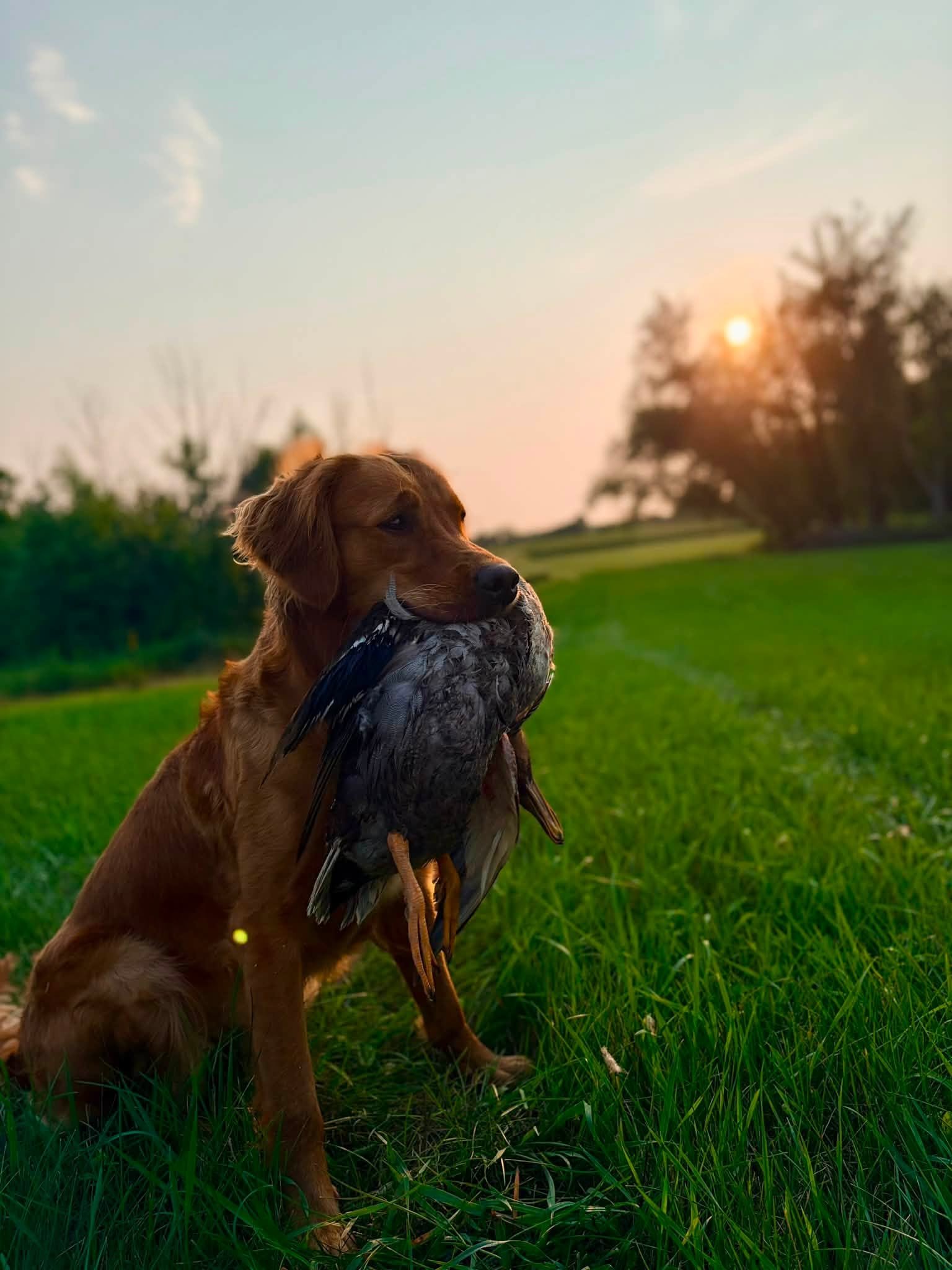 sunset duck.jpg