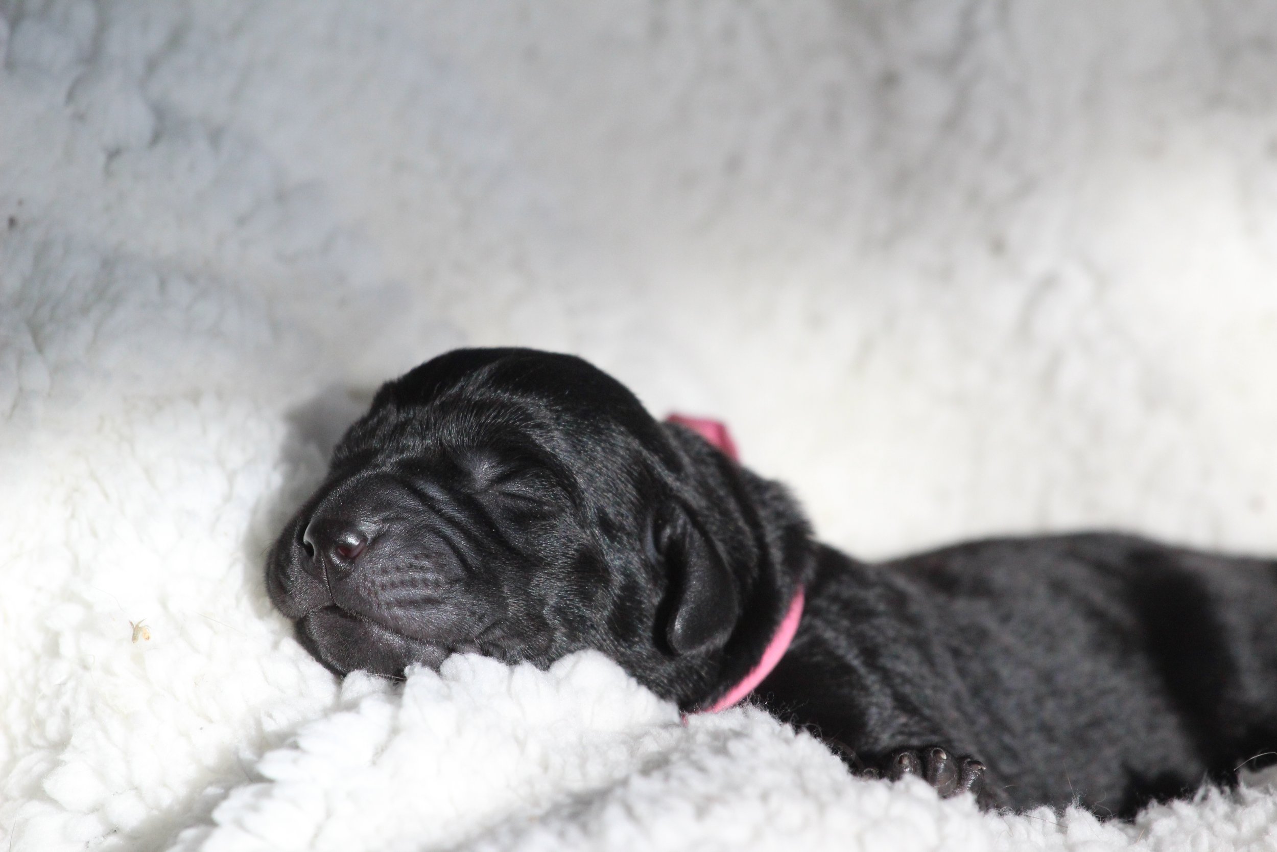 Pink Newborn 1.JPG