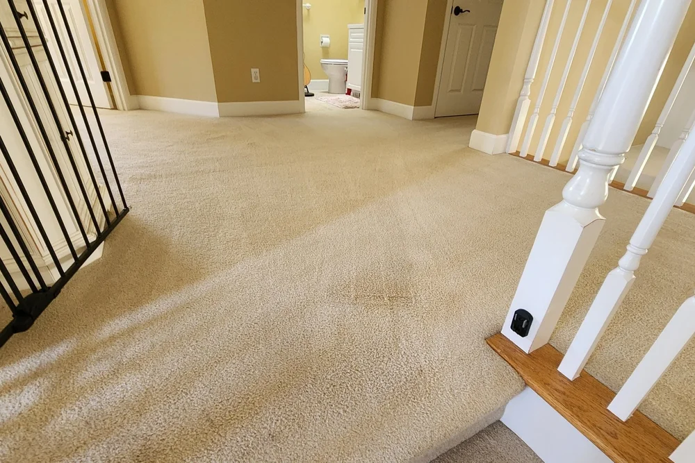 Carpet, Upholstery, Area Rug, Tile, & Mattress Cleaners in Renton, Seattle, Lynnwood, & Everett