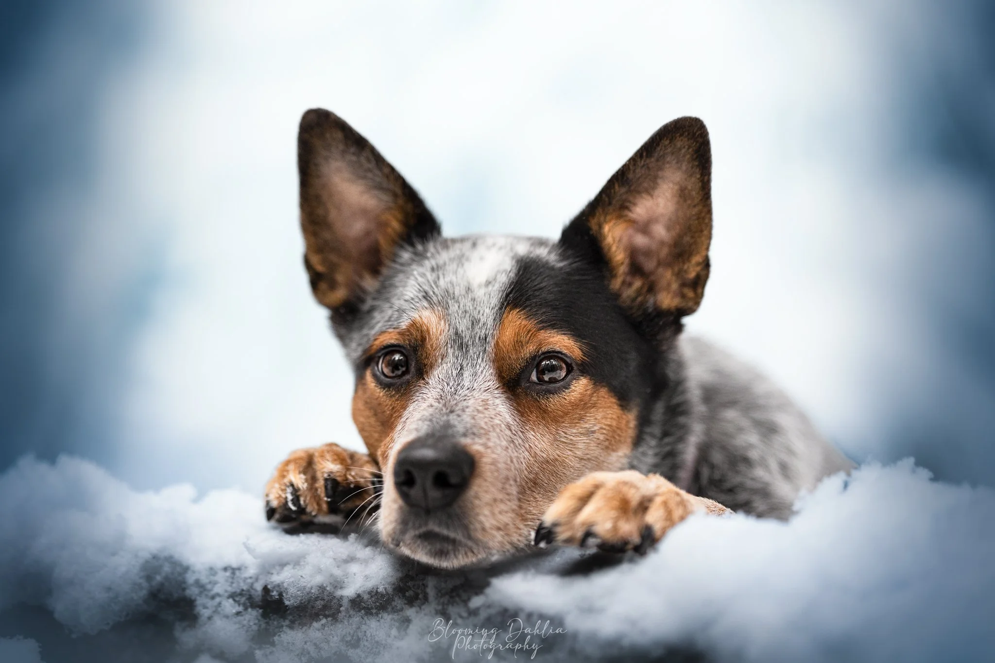 Blooming Dahlia Photography, Photographe animalière Québec, photographie canine