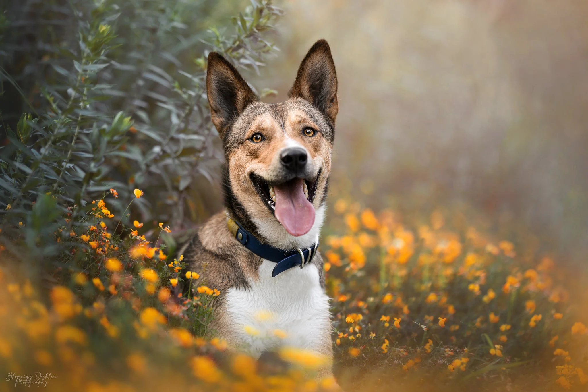 Blooming Dahlia Photography, Photographe animalière Québec, photographie canine