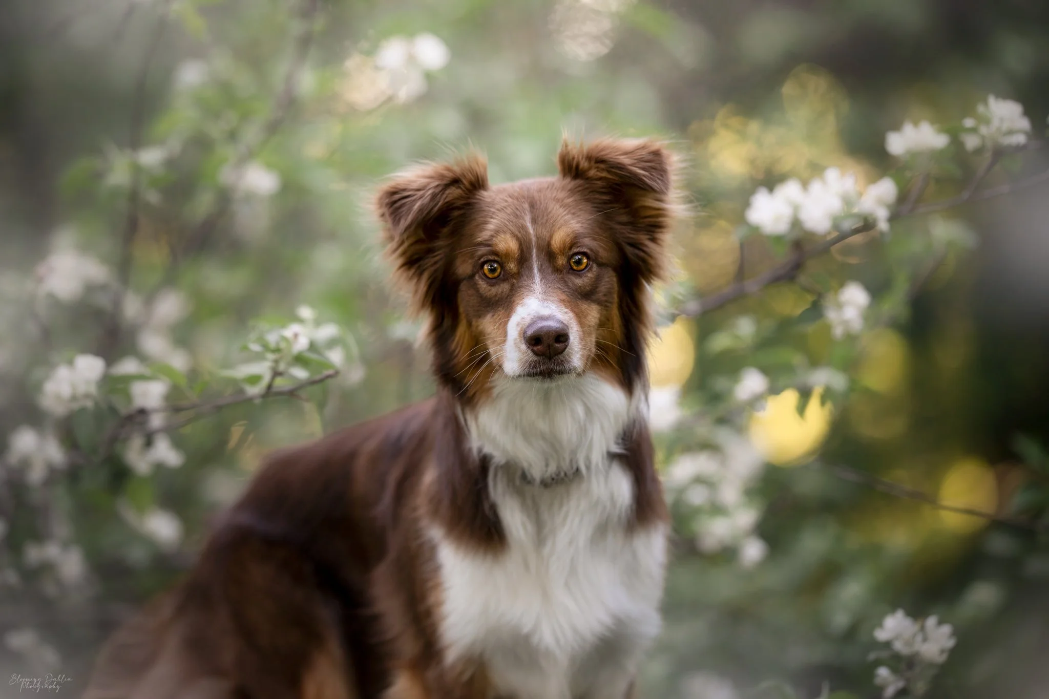 Blooming Dahlia Photography, Photographe animalière Québec, photographie canine