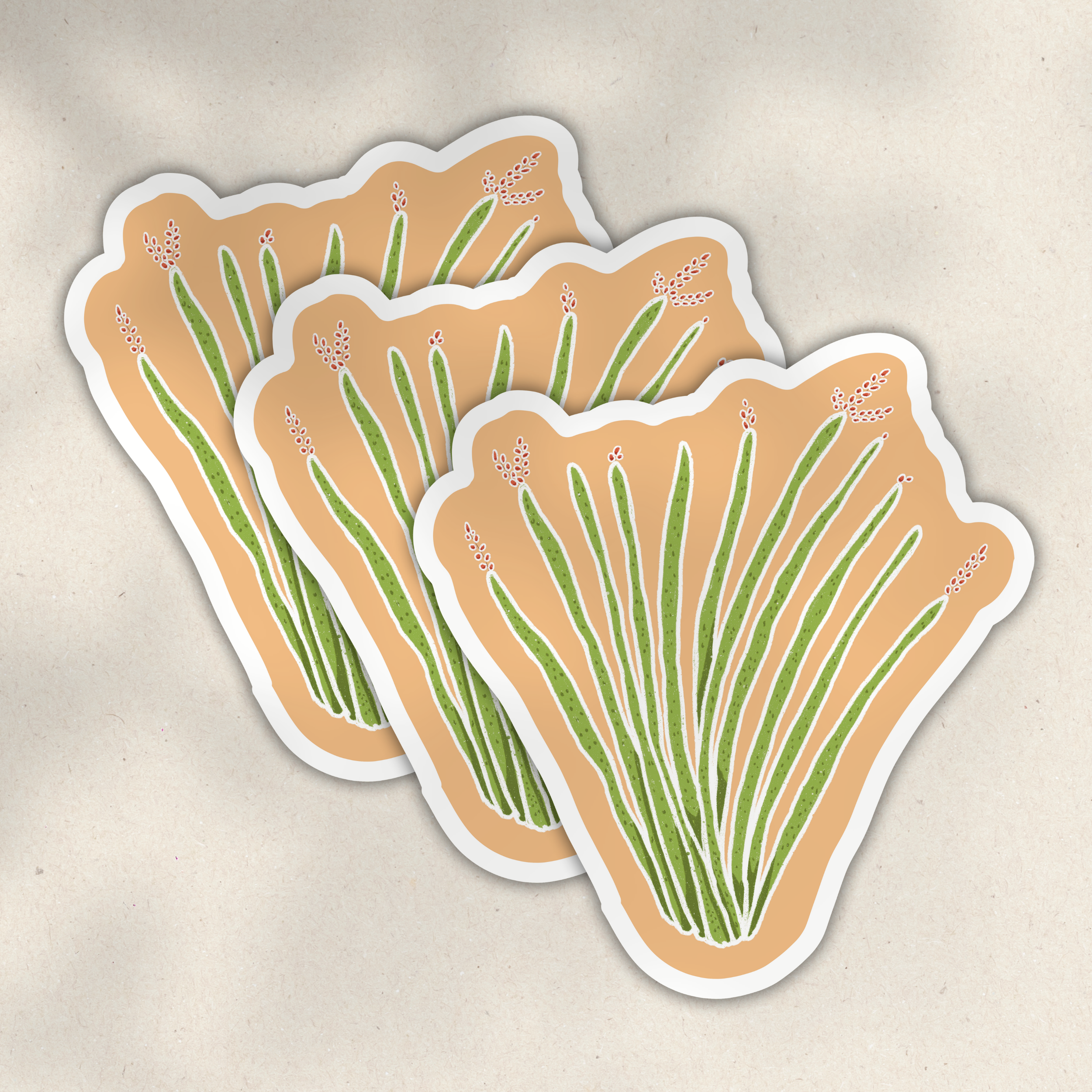 Ocotillo 3.png