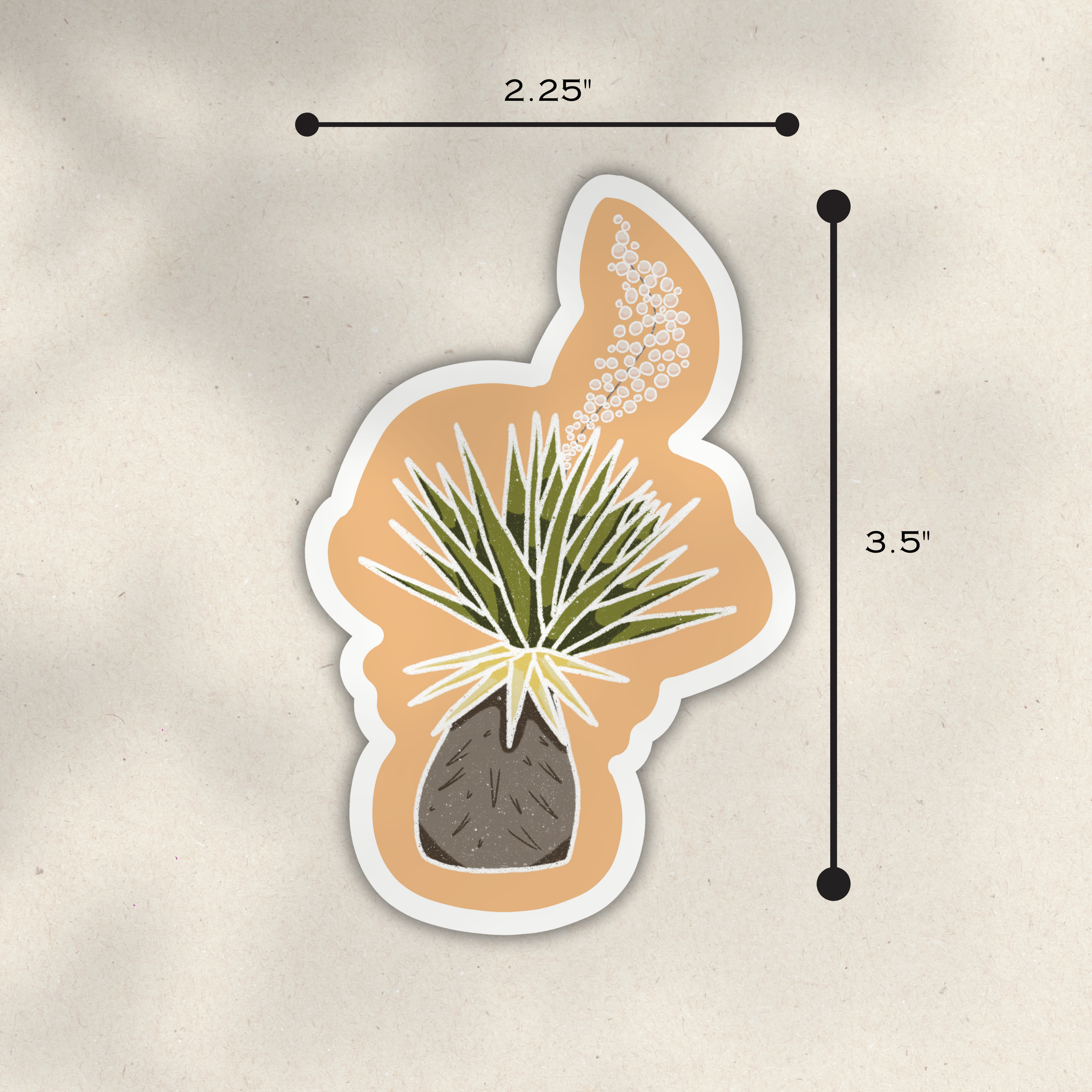 Yucca 2.png